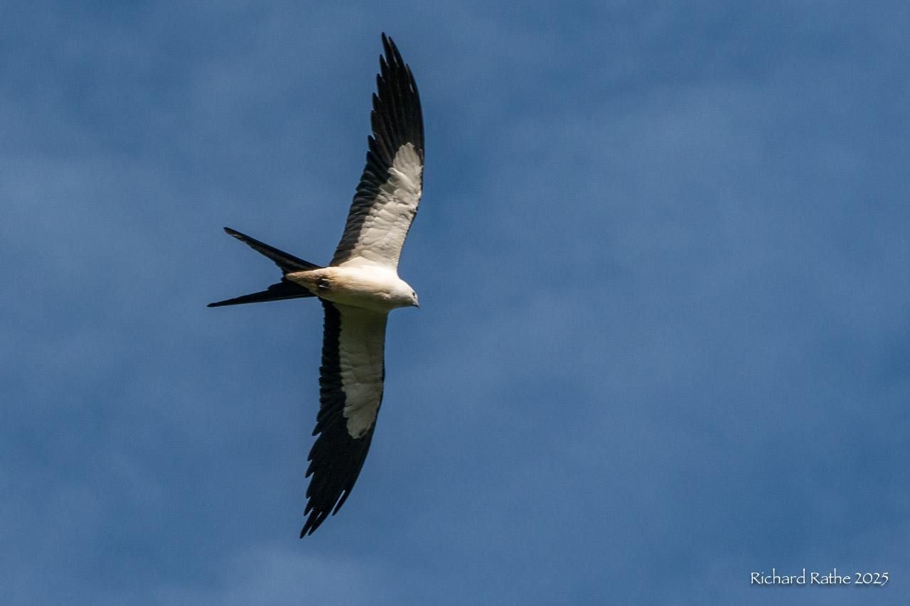 Swallow-Tailed Kite Soaring

The birds body is white, with black extended wings and deeply-forked tail.
