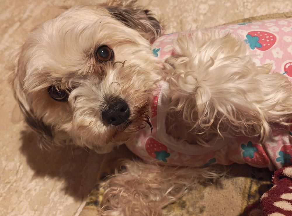 Cagnolina beige, sdraiata sul pavimento, che indossa una tutina con fragole rosa e guarda in modo adorabile verso l'obiettivo
