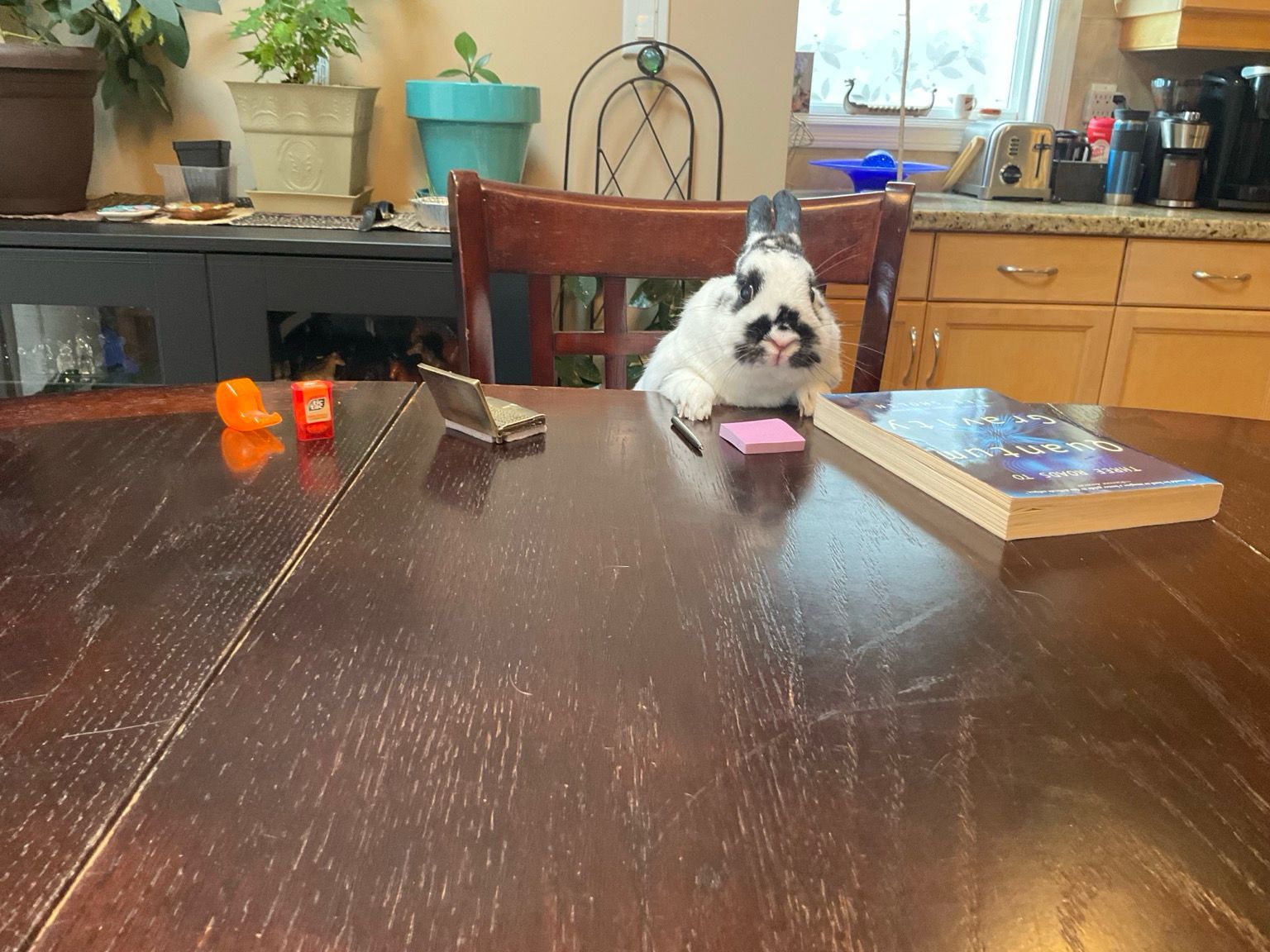 Point of view: you’re sitting at a long table. There is a tiny tape, tiny tic tacs, tiny laptop, tiny pen, and tiny sticky note pad in front of a bunny with her paws on the table. The rabbit looks focused and serious. The book is titled “Three roads to quantum gravity”.