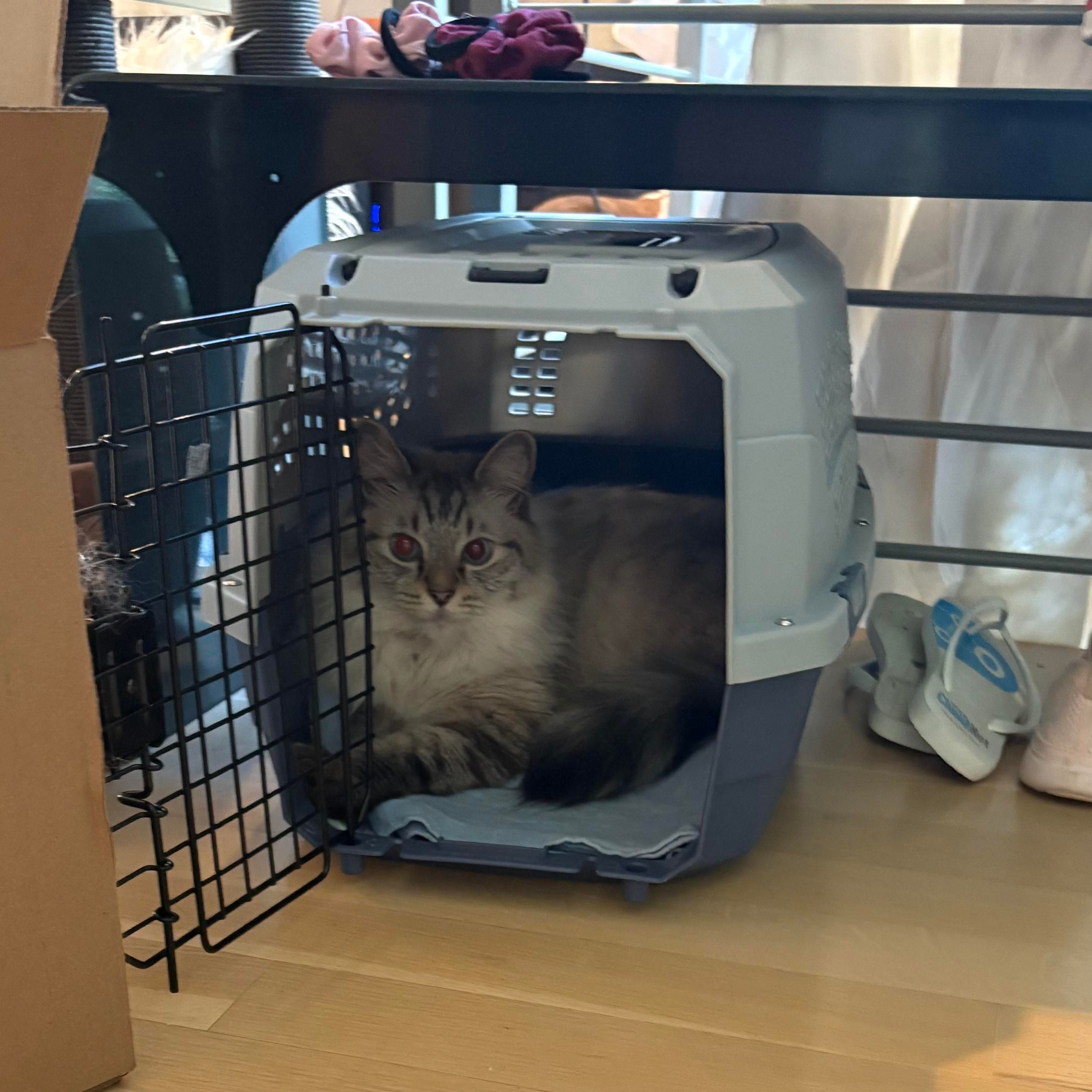 Fluffy Siamese cat inside a carrier, not suspecting that he will be closed inside and taken to the vet 