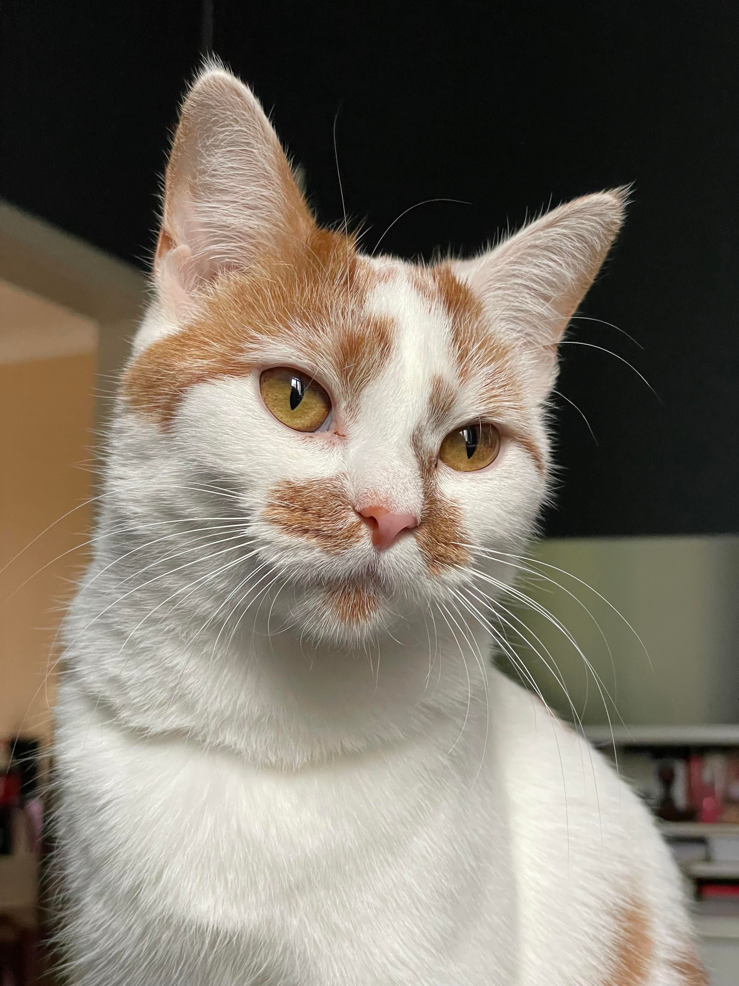 A white cat with orange patches and a pink nose, and long white whiskers, looking regal. Her name is Peaches. 