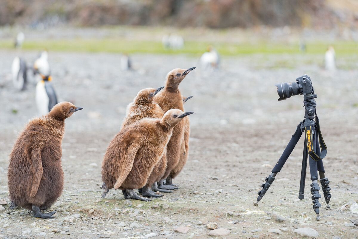 A group of brown and fluffy juvenile king penguins have come to investigate the new creature that has turned up in the neighbourhood, a DSLR camera mounted on a tripod.