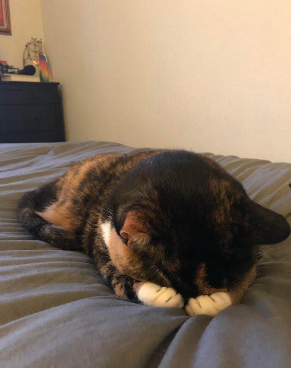 A recently startled or scared cat hold his paws over his ear, his head down