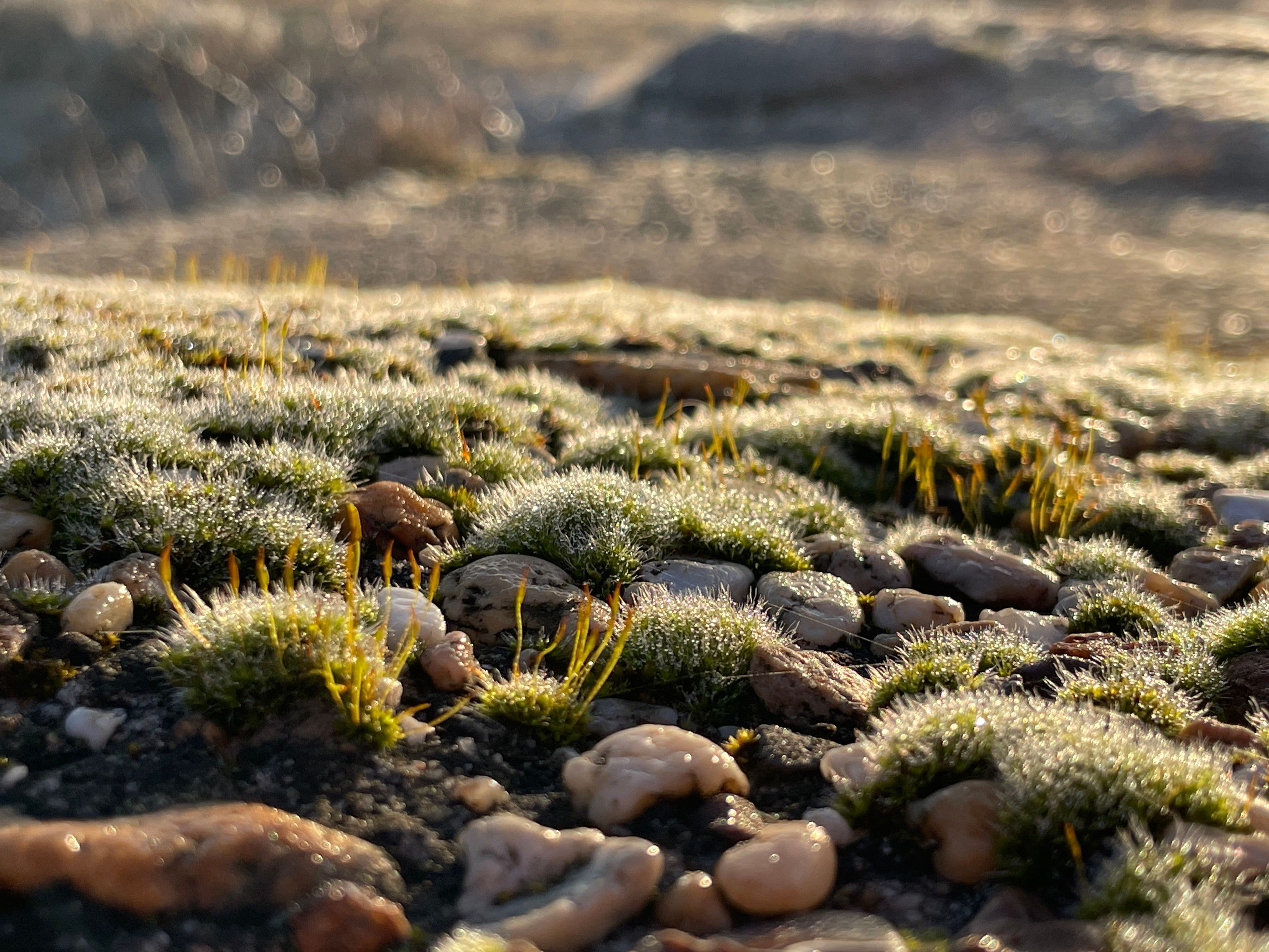 Close-up of dew-covered moss and small pebbles in sunlight. The pebbles happen to be the eroded top of an anti-tank wall that’s a remaining part of the Atlantikwall 