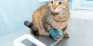 A light brown tabby cat sitting up on an table next to a blood pressure meter, with a blue blood pressure cuff around its front leg. It looks confused by this situation.
