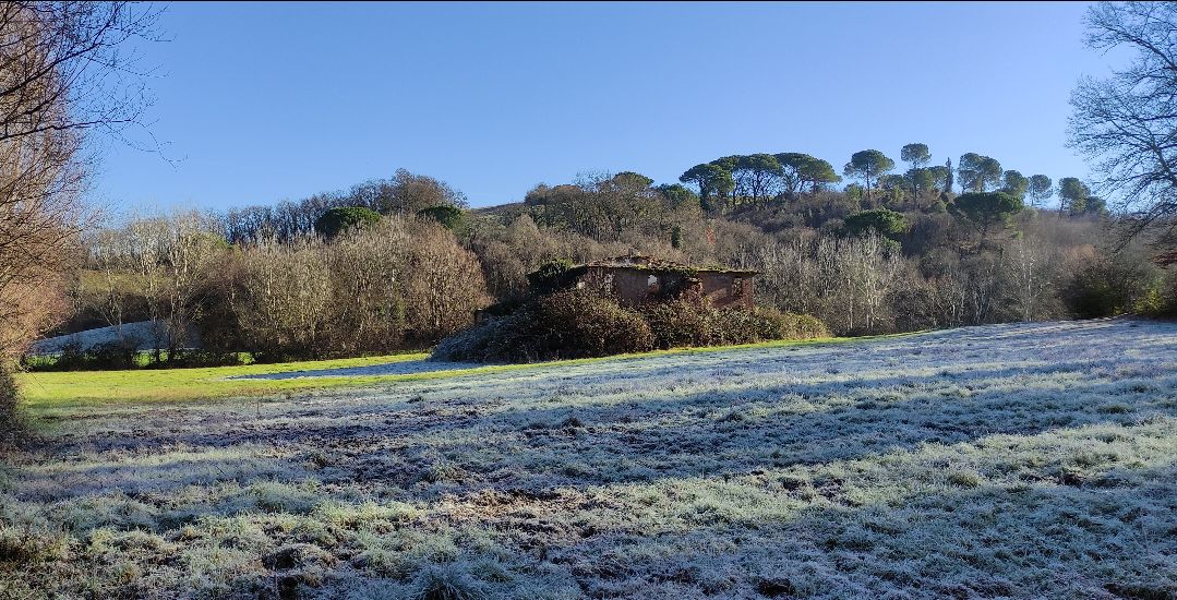 prato brinato con fette verdi che si sono sciolte al sole, rudere mangiato dai rovi, boschi, pini sul crinale della collina 