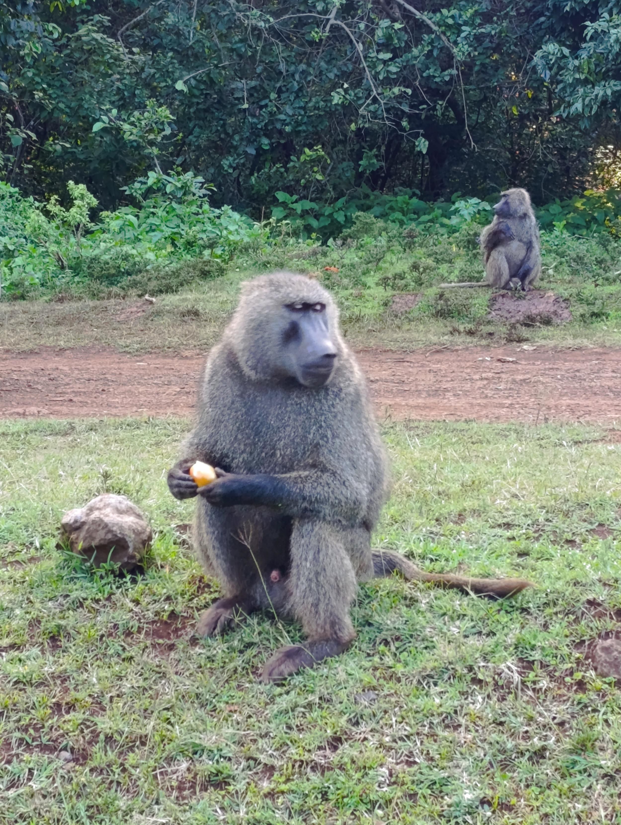Baboon feeding on tomatoes along Meru Nanyuki road 