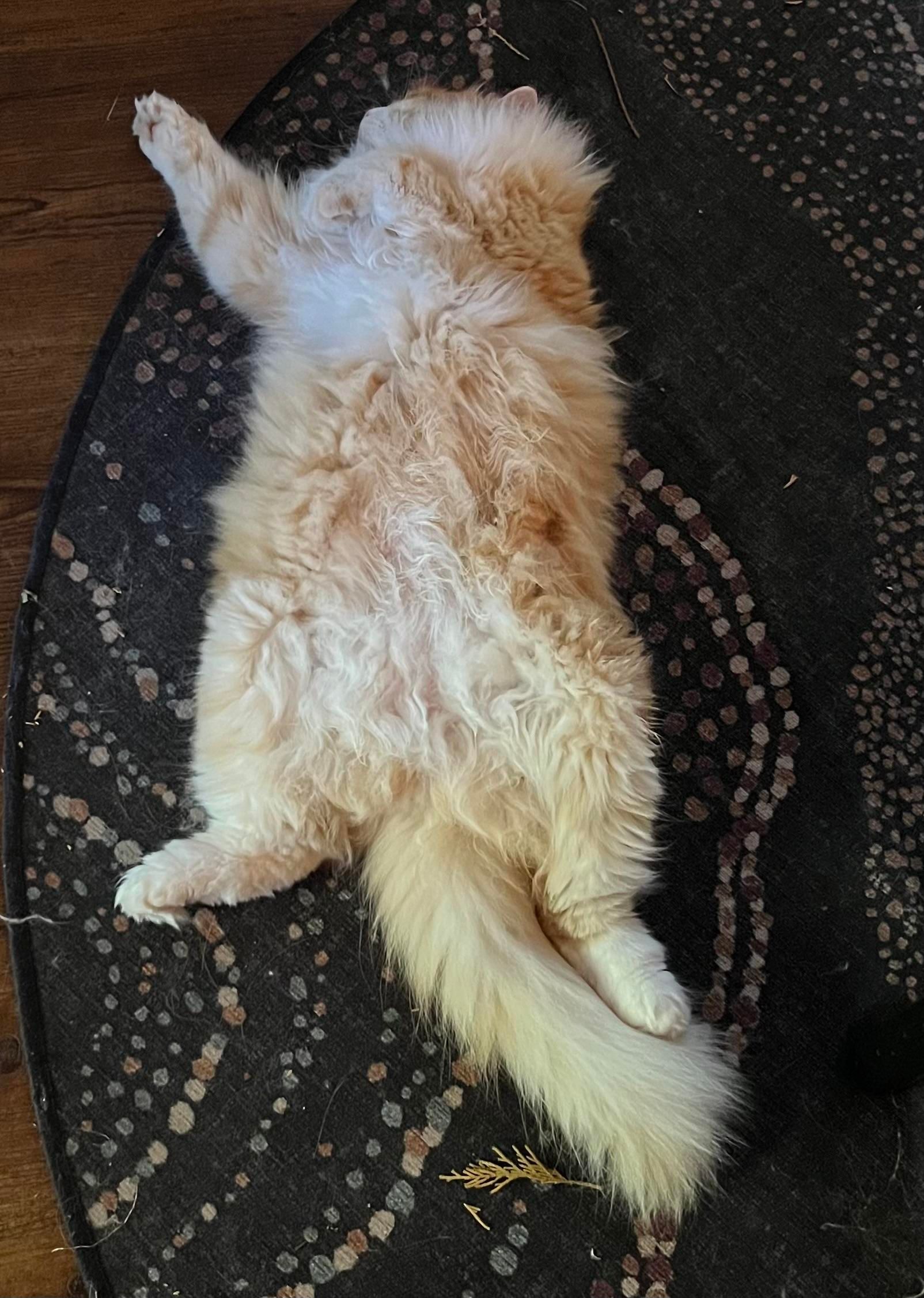 Gus the cat snoozing spread eagled on his back with one paw pointing to the west. 