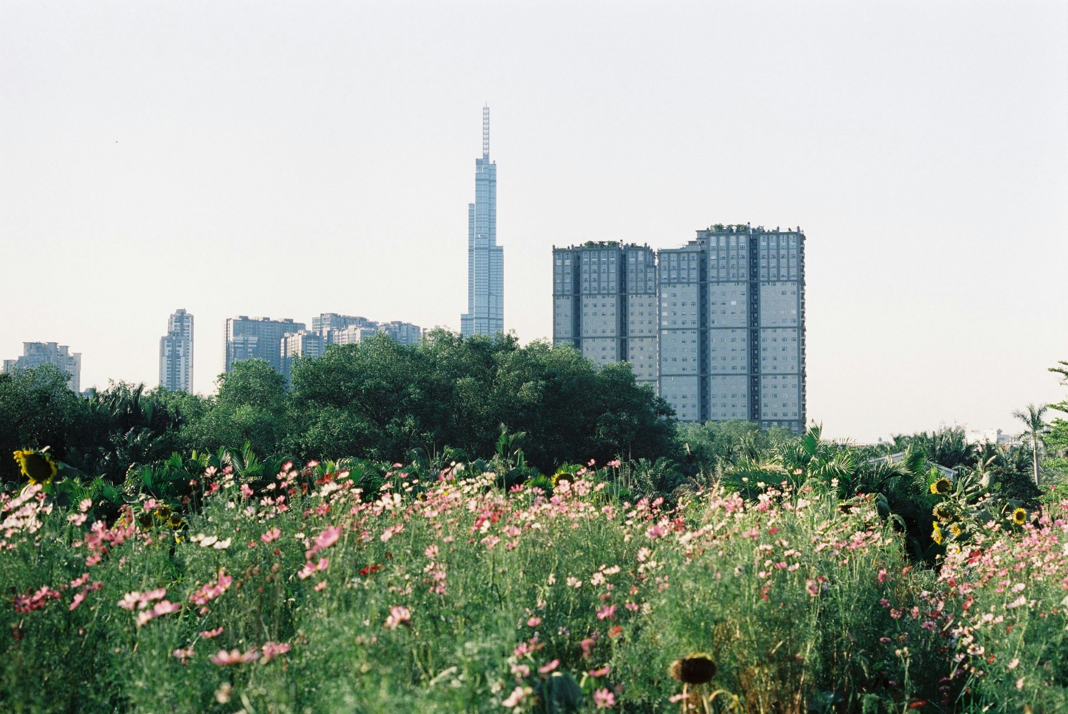 A meadow of pink and white wildflowers in the foreground leads back to some hedgerows, and beyond, in the distance, a cityscape against a hazy sky.