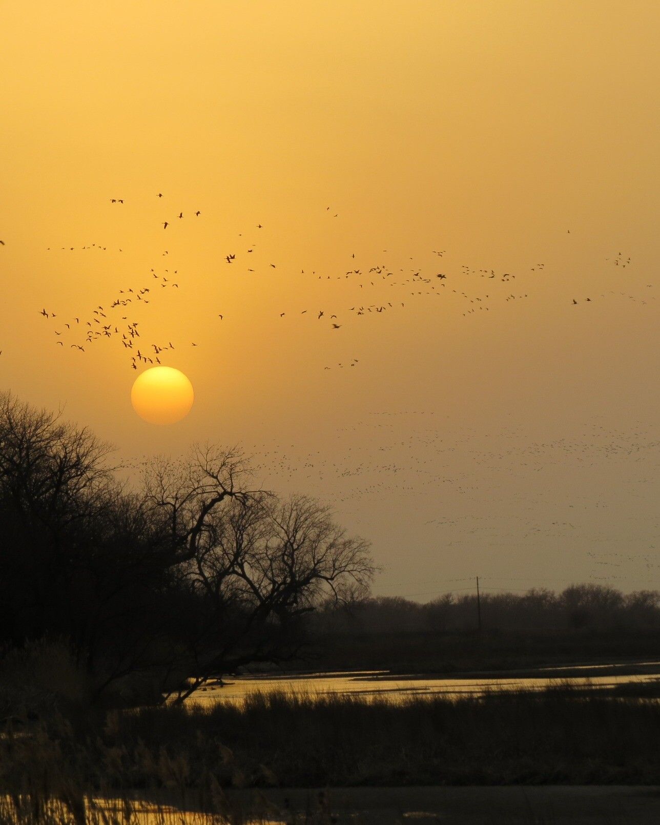 The setting sun forms a fiery ball in the sky casting yellow-grey glow through the mist and onto the water below. Trees and river plants are dark and silhouetted as are the many waves of birds.