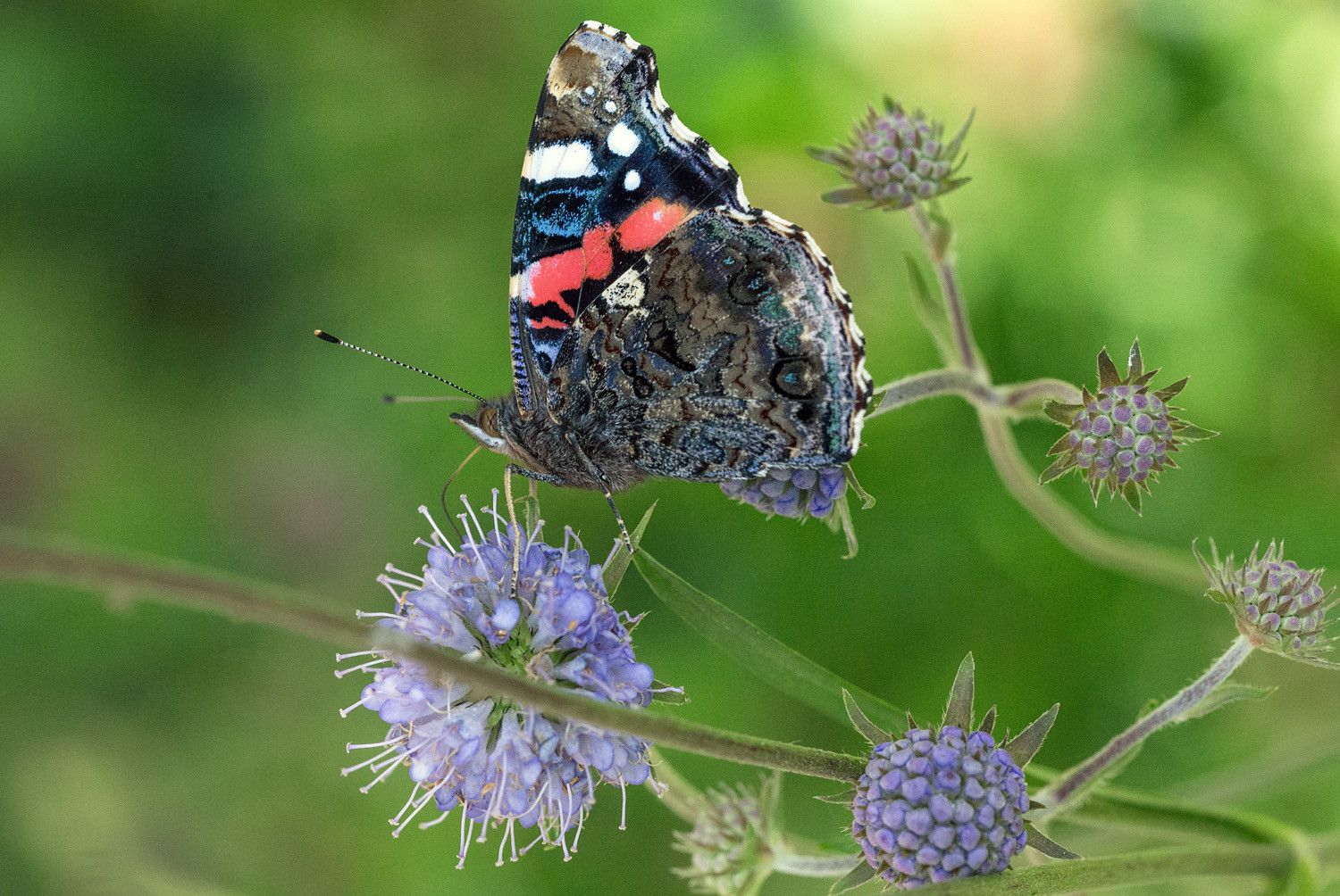 Amiraali (Vanessa atalanta) purtojuuren kukassa.