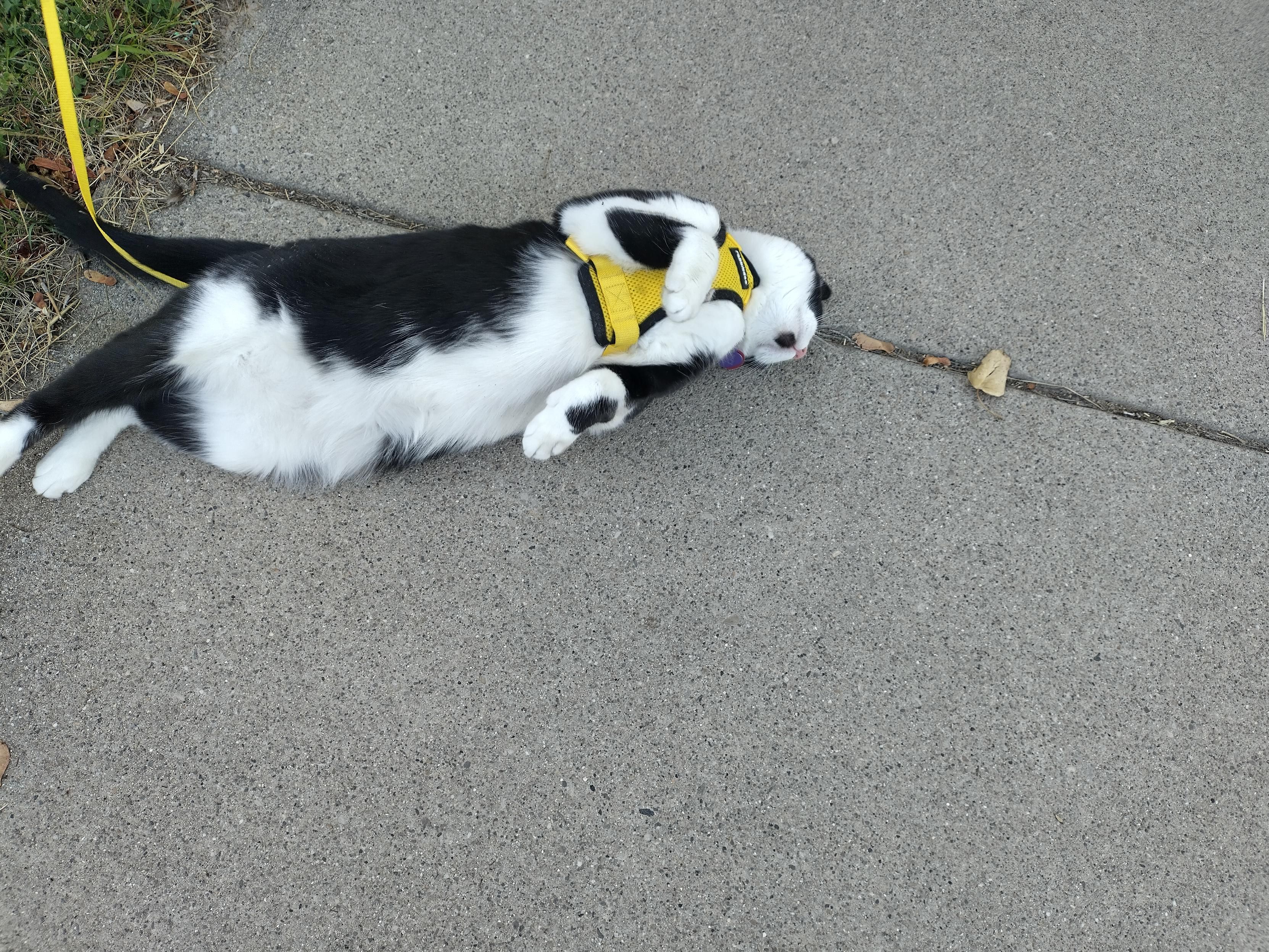 The same cat, still lying on her back, this time on a sidewalk 