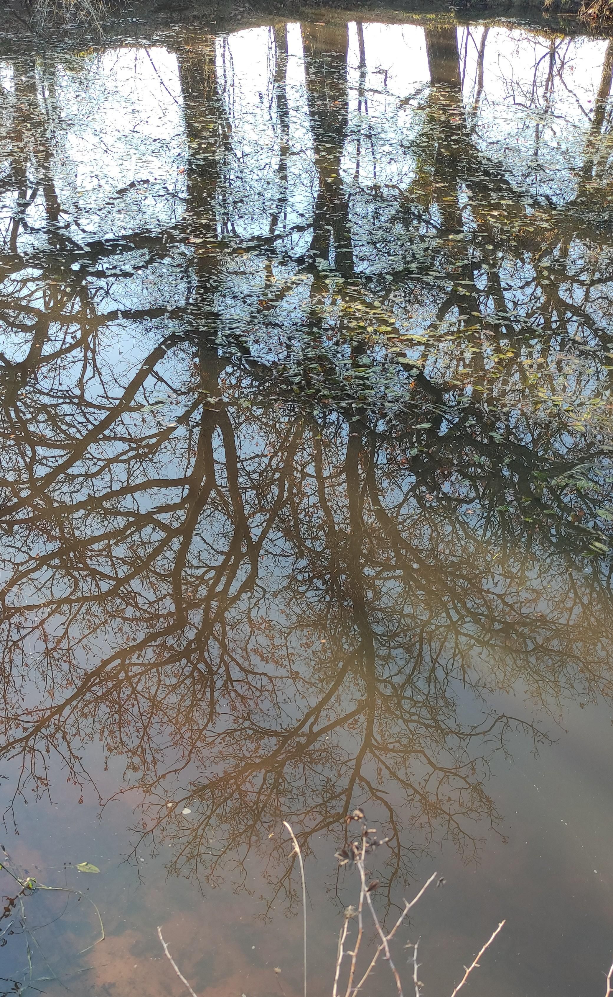 alberi riflessi in un laghetto ricoperto di foglie