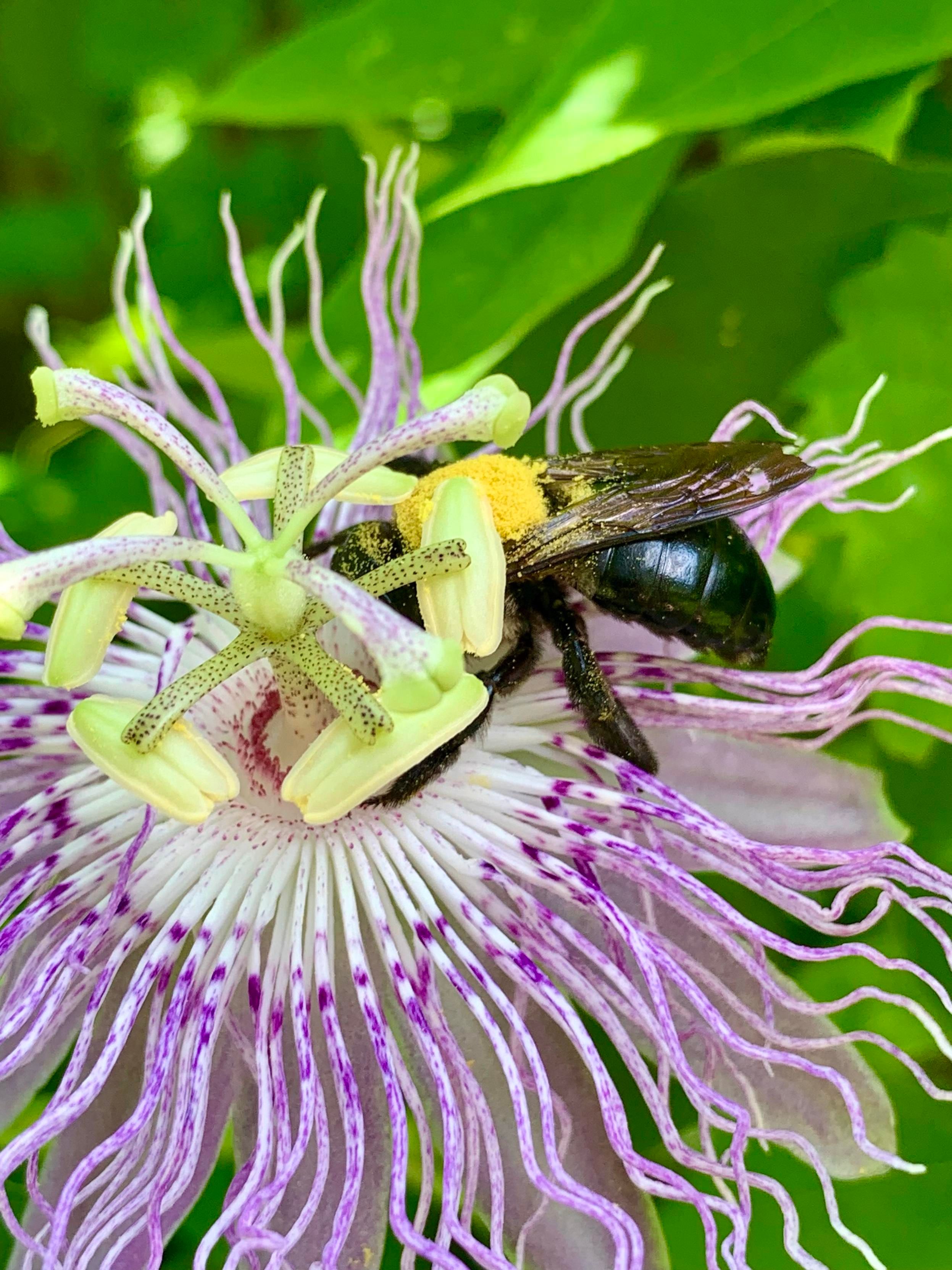 A carpenter bee is perched on a purple and white passionflower. The flower features long, delicate filaments and distinct white stamens with green tips, surrounded by vibrant green foliage. The thorax of the bee is caked with pollen. 