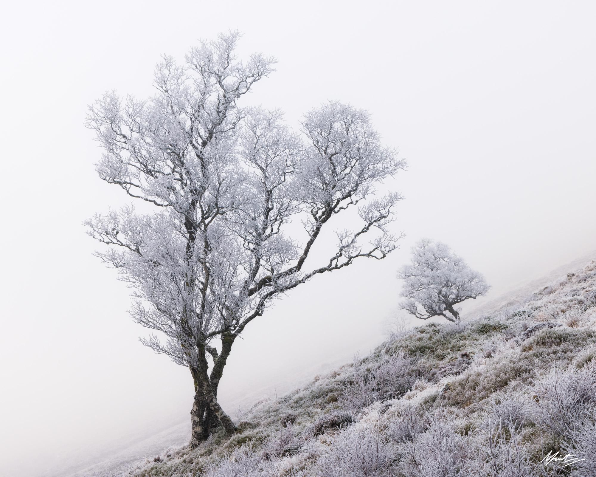 A photograph of two winter birch trees in fog. The trees angle inwards towards each other on a steep heathery bank; everything in the image is covered in a brilliant white frost. 