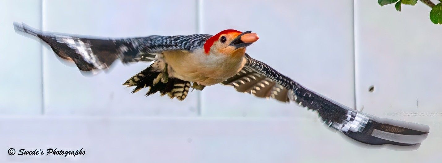 "A red-bellied woodpecker (Melanerpes carolinus) is frozen mid-flight, wings outstretched in a blur of motion. Its black-and-white patterned feathers fan wide, creating a striking contrast against the clean white backdrop of a fence. The bird’s head is crowned with a vivid red patch that gleams like a flame, while its pale belly and speckled back add texture and subtlety. Clutched firmly in its beak is a peanut—elongated, tan, and unmistakable—giving the scene a sense of purpose and urgency. The woodpecker’s body is angled slightly upward, suggesting a swift ascent or a determined dash toward a perch. The image captures a moment of wild precision: a bird in motion, a snack in tow, and the quiet geometry of a fence behind it, framing the drama in stark simplicity." - Copilot