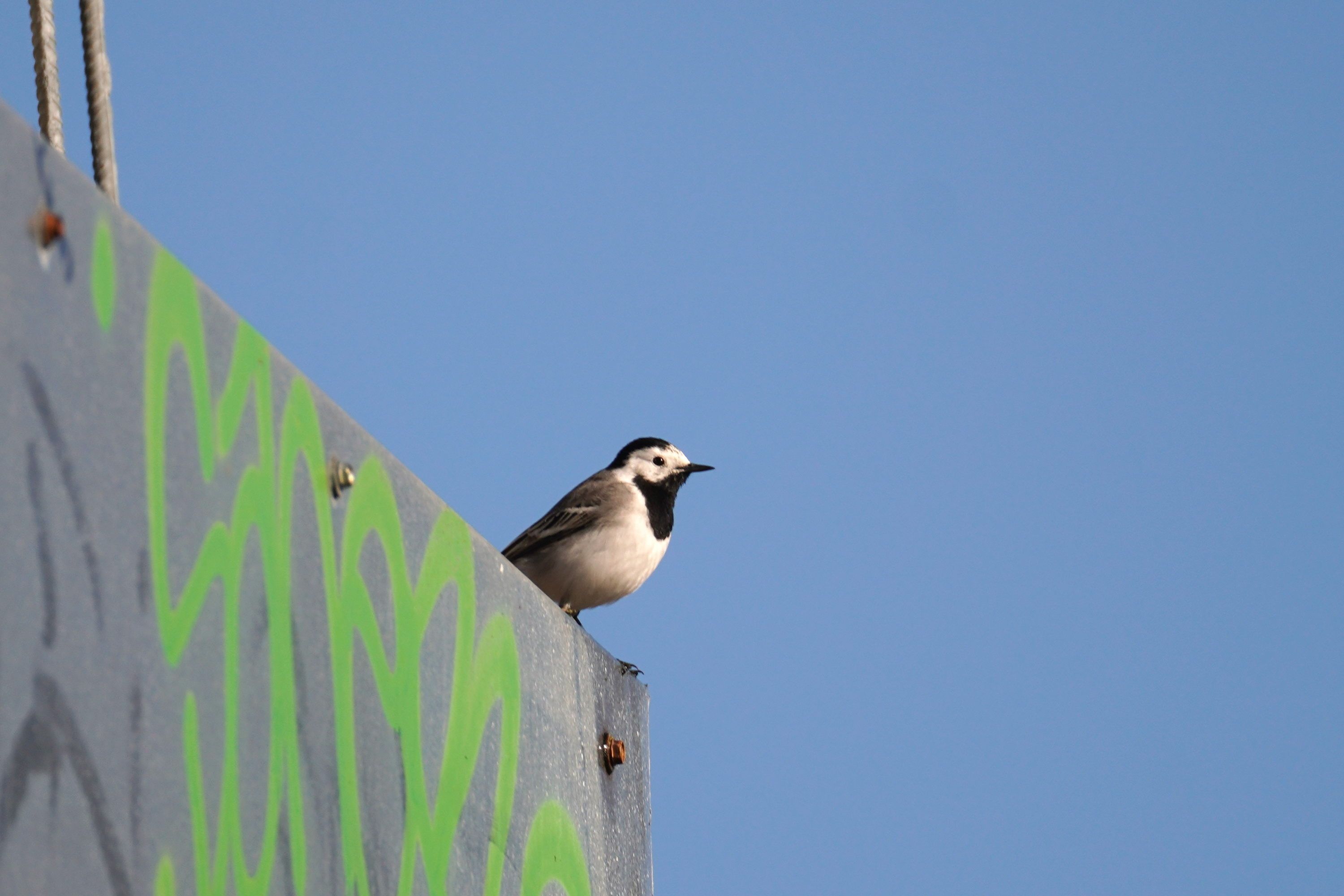 White wagtail poses on the edge of a graffiti'd structure, preparing to take off. It is mostly white but has grey wings, a black cap on its head, and black under its bill.