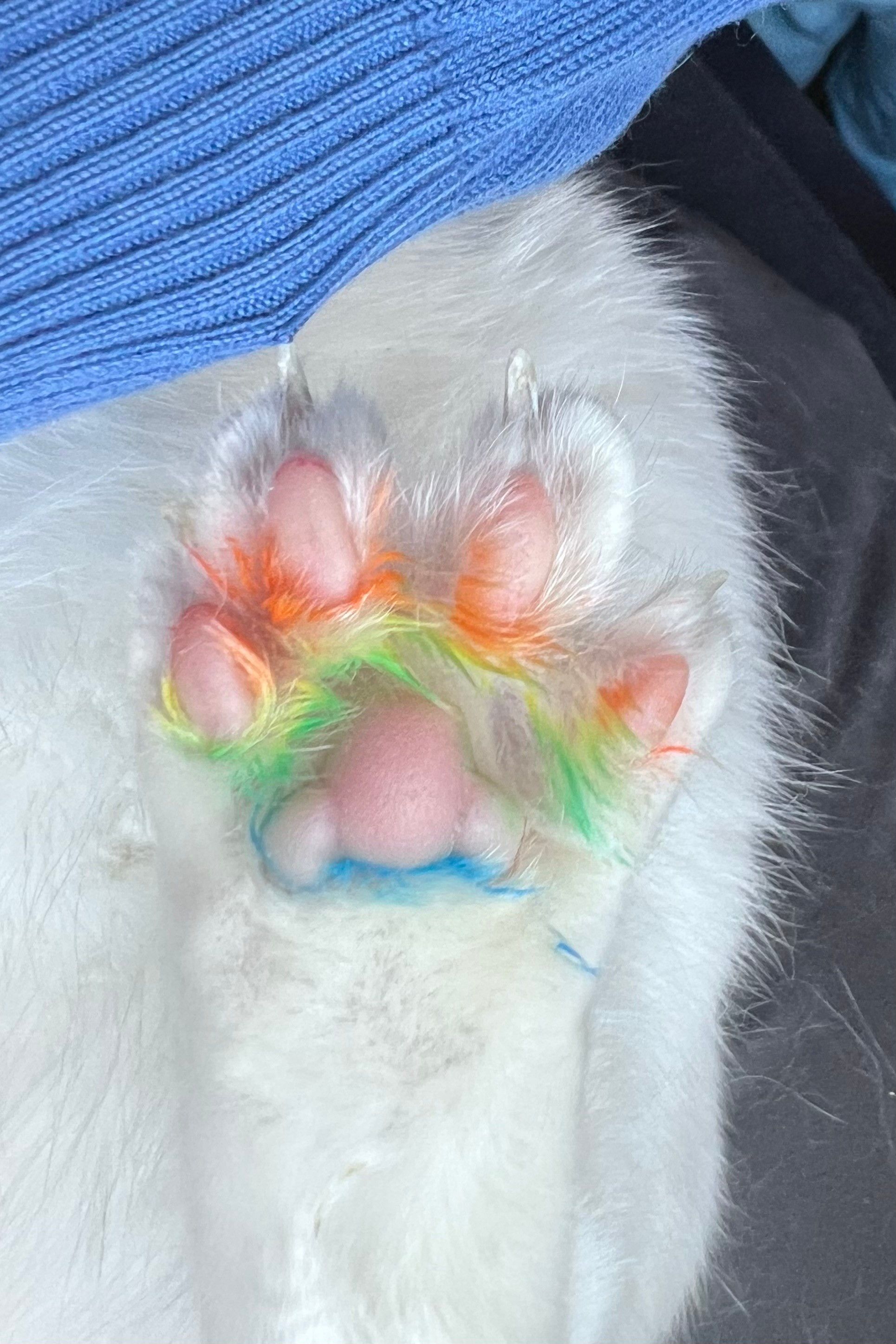 A cat paw with a rainbow pattern across the toebeans