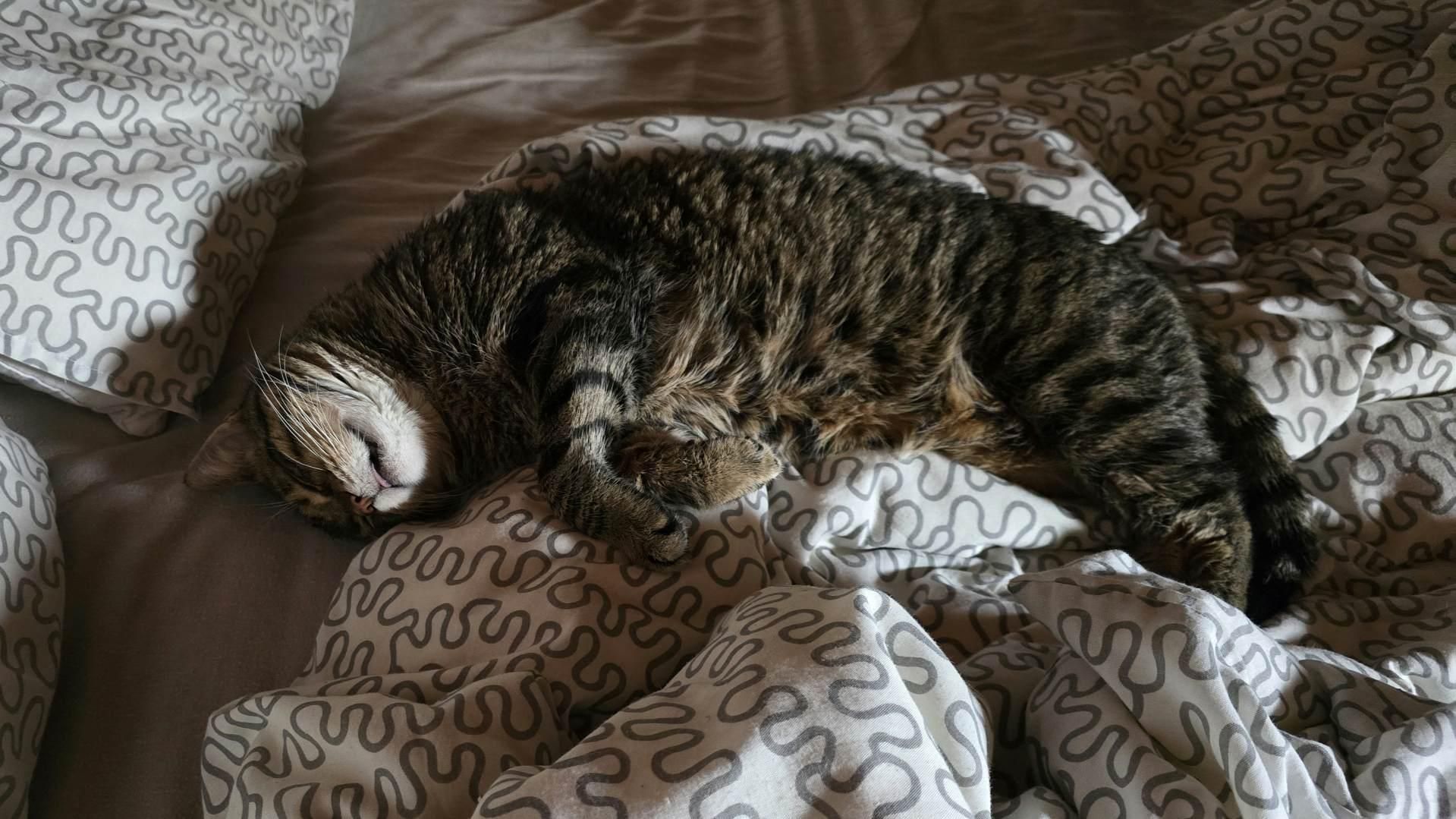 Gatto tigrato distrutto dal maltempo si consola col piumone di un letto.

Tabby cat destroyed by bad weather finds comfort in a duvet.
