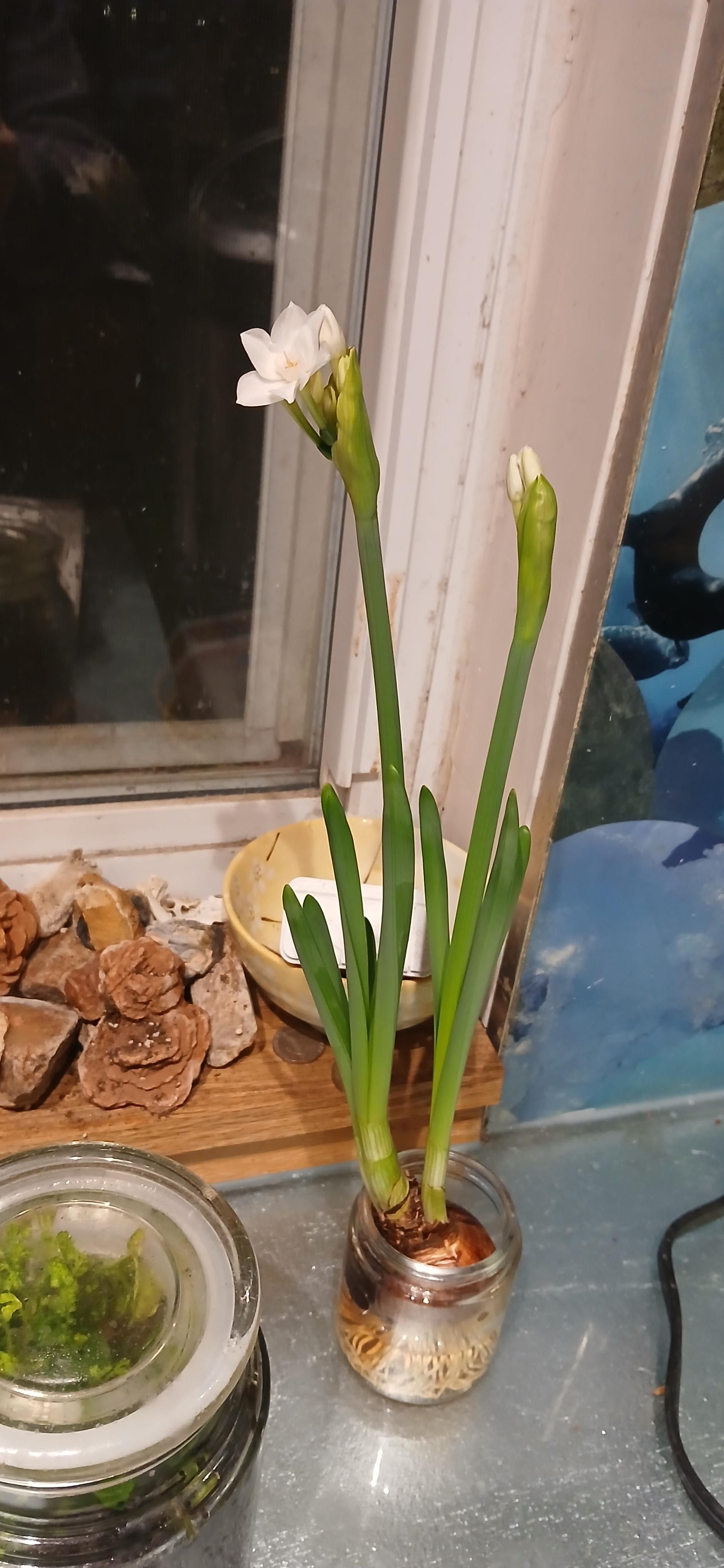 Some cute flowery thing 