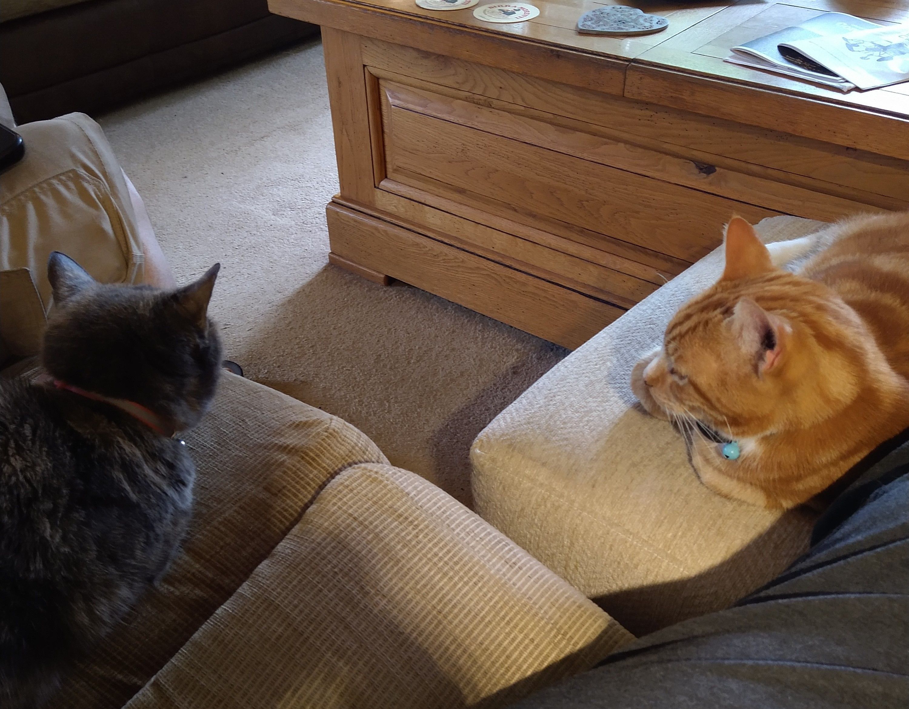 On the left Tilly blended tortoiseshell cat sitting on a beige sofa, on the right Oscar ginger tom cat on a foot stool, looking towards Tilly 