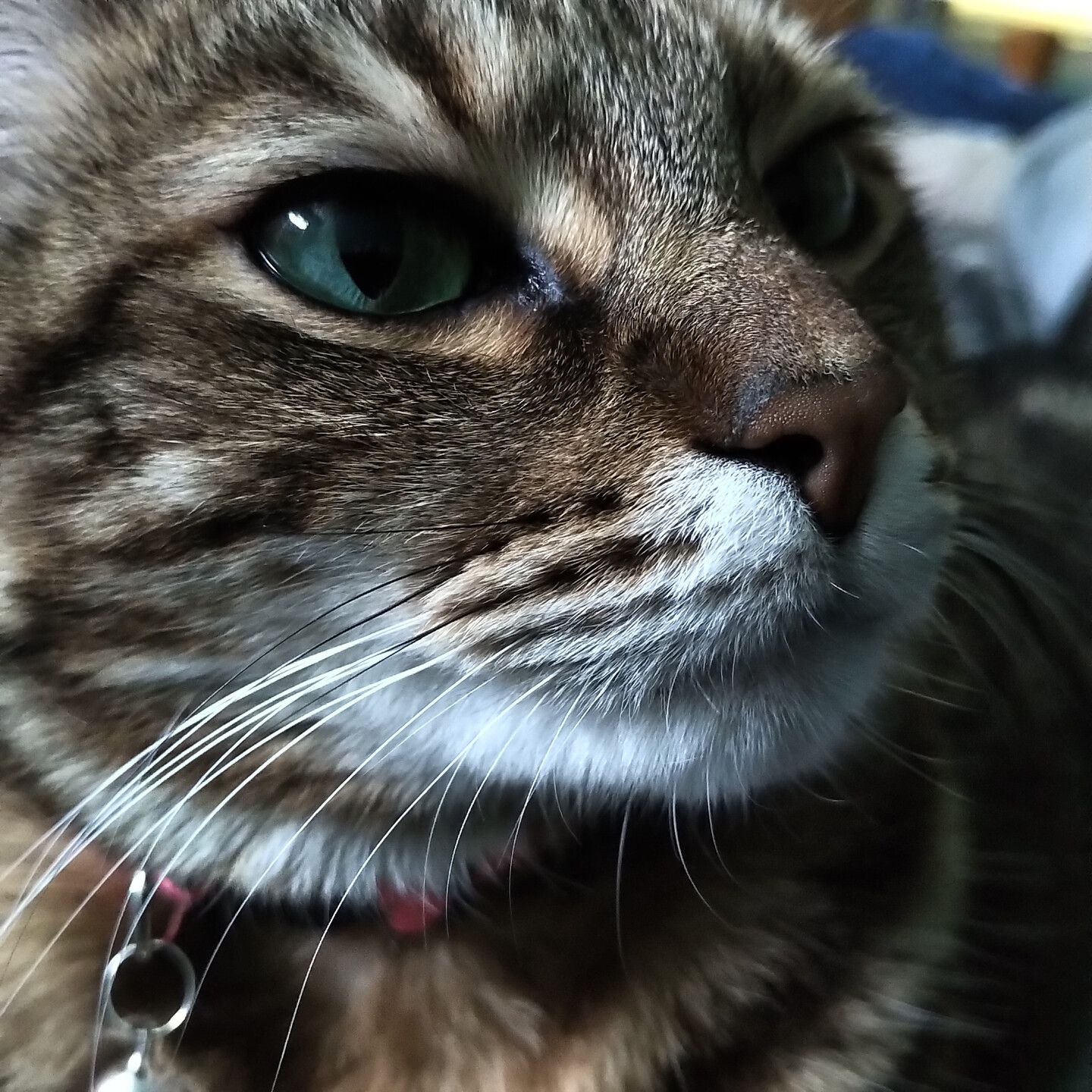A stripeycat with very green eyes and a very wet nose.