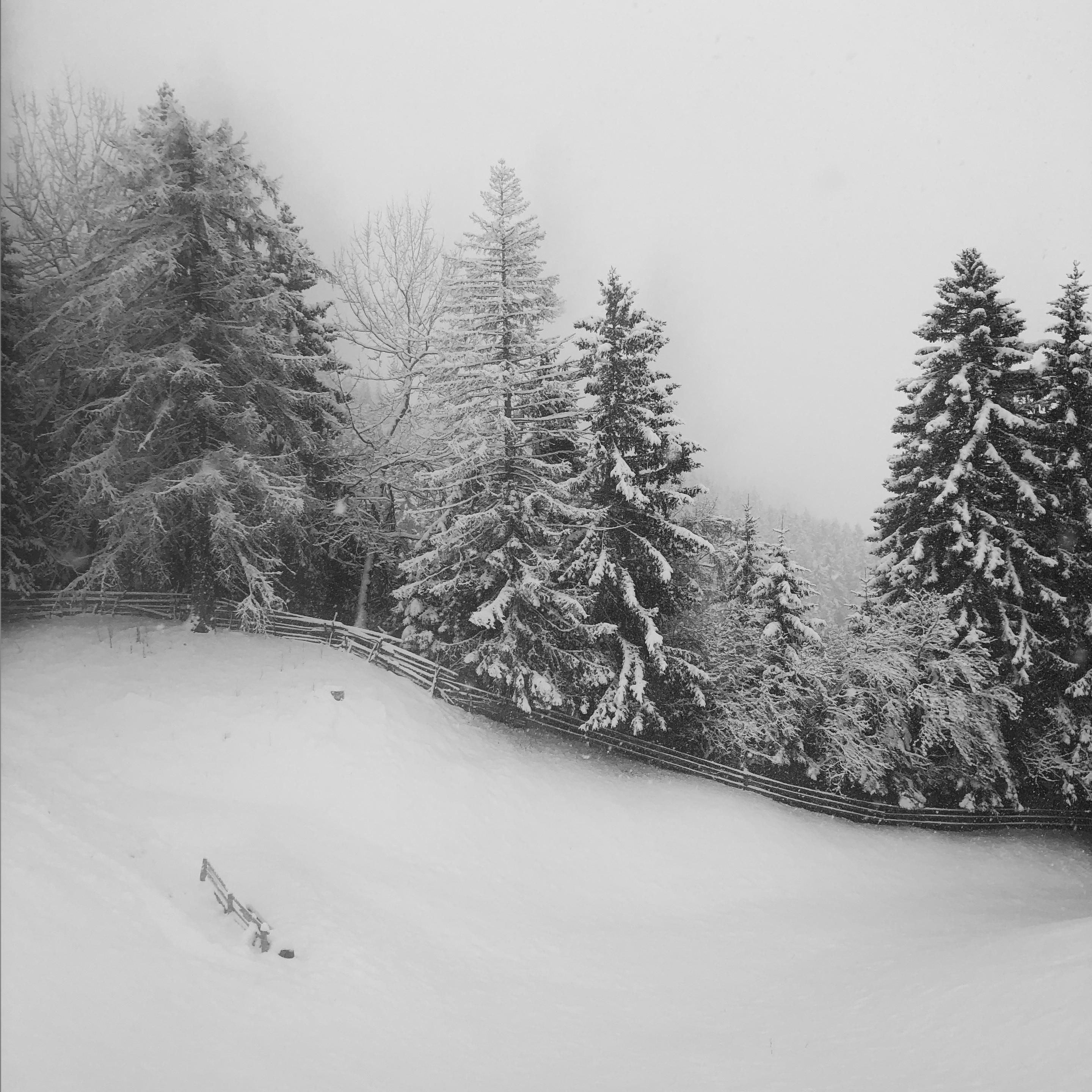 Un prato coperto di neve in montagna con dei grandi abeti sullo sfondo nella nebbia ed unlungo steccato al limite del prato