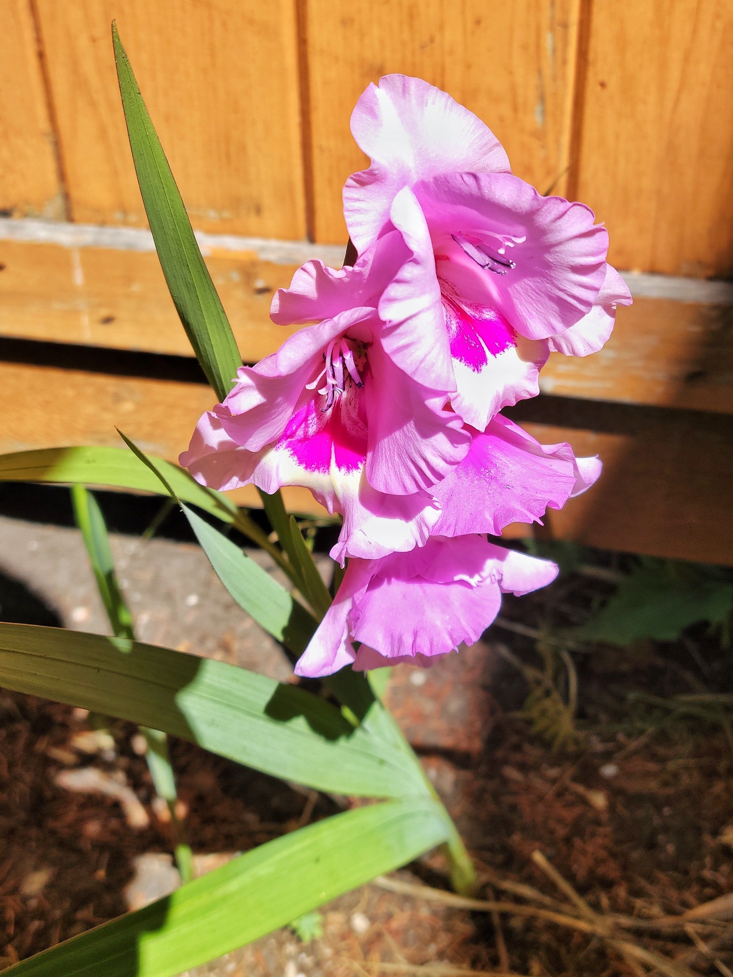This is a close-up image of our first gladiola flowers of the season - pink, edged with white.