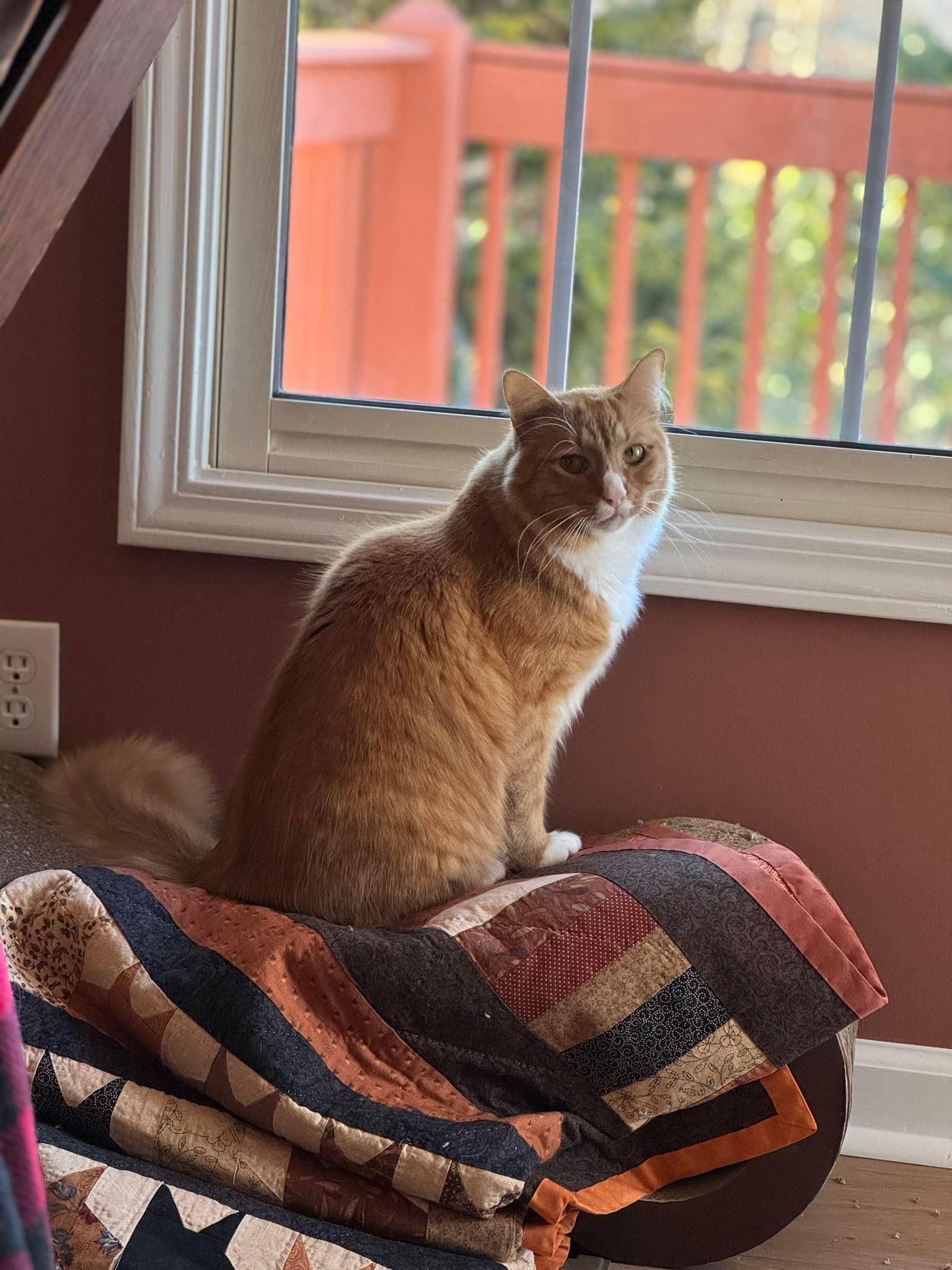 Sir Wobbles, an orange cat, sitting on a quilt on top of his scratcher next to the window and facing the camera.