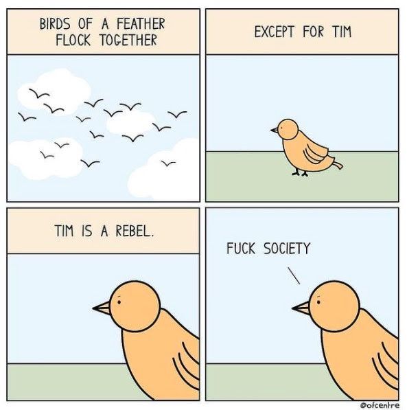A comic: in four panes: 
Pane 1: Flock of birds flying in the sky with text: "Birds of a Feather Flock together"
Pane 2: Lonely bird on the ground with a text "Except for Tim"
Pane 3: Same bird with text "Tim is a rebel"
Pane 4: Tim says "Fuck the Society