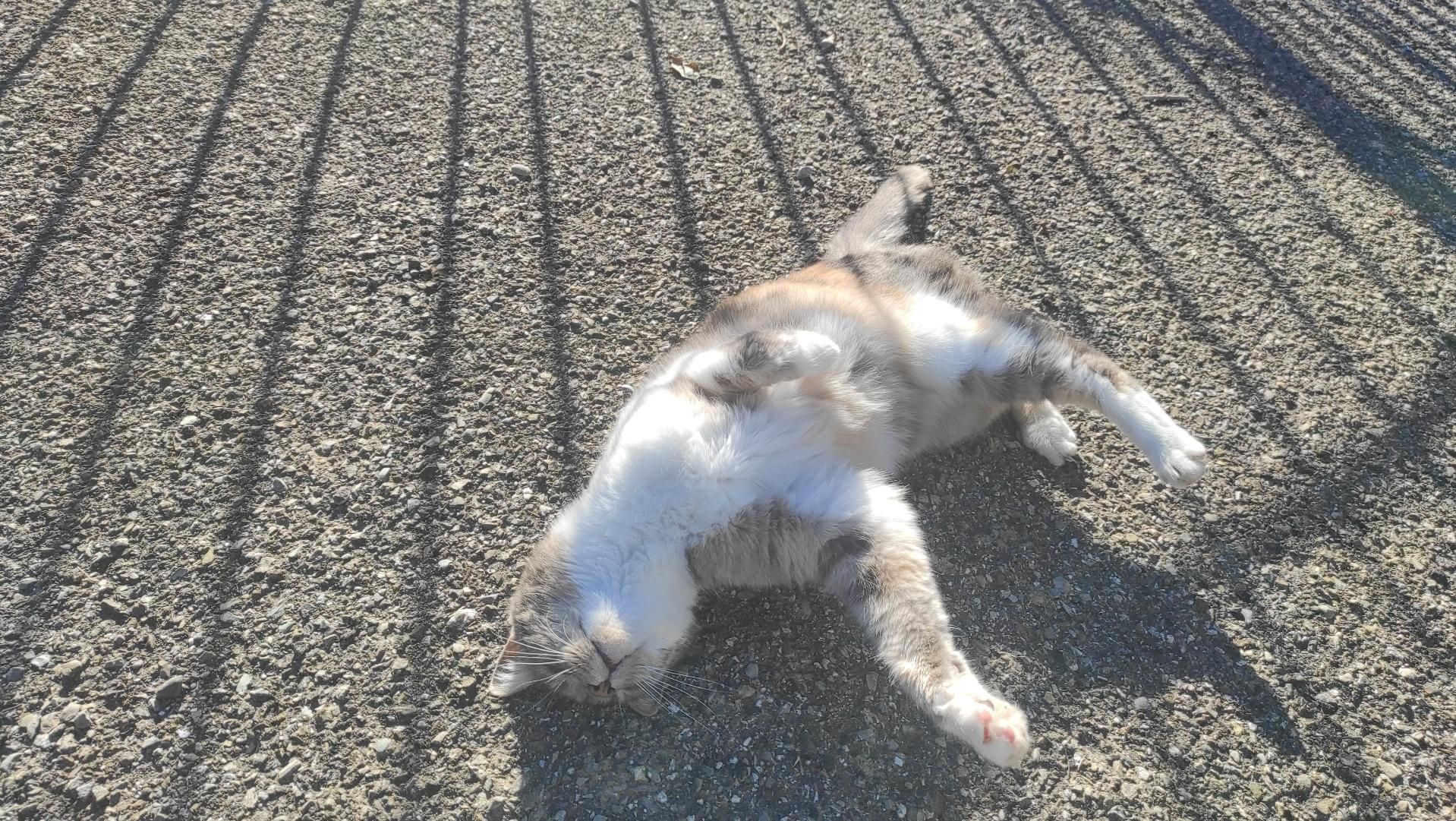 gatta bianca con chiazze marroncino chiaro a pancia all'insù che richiede MOLTISSIME attenzioni