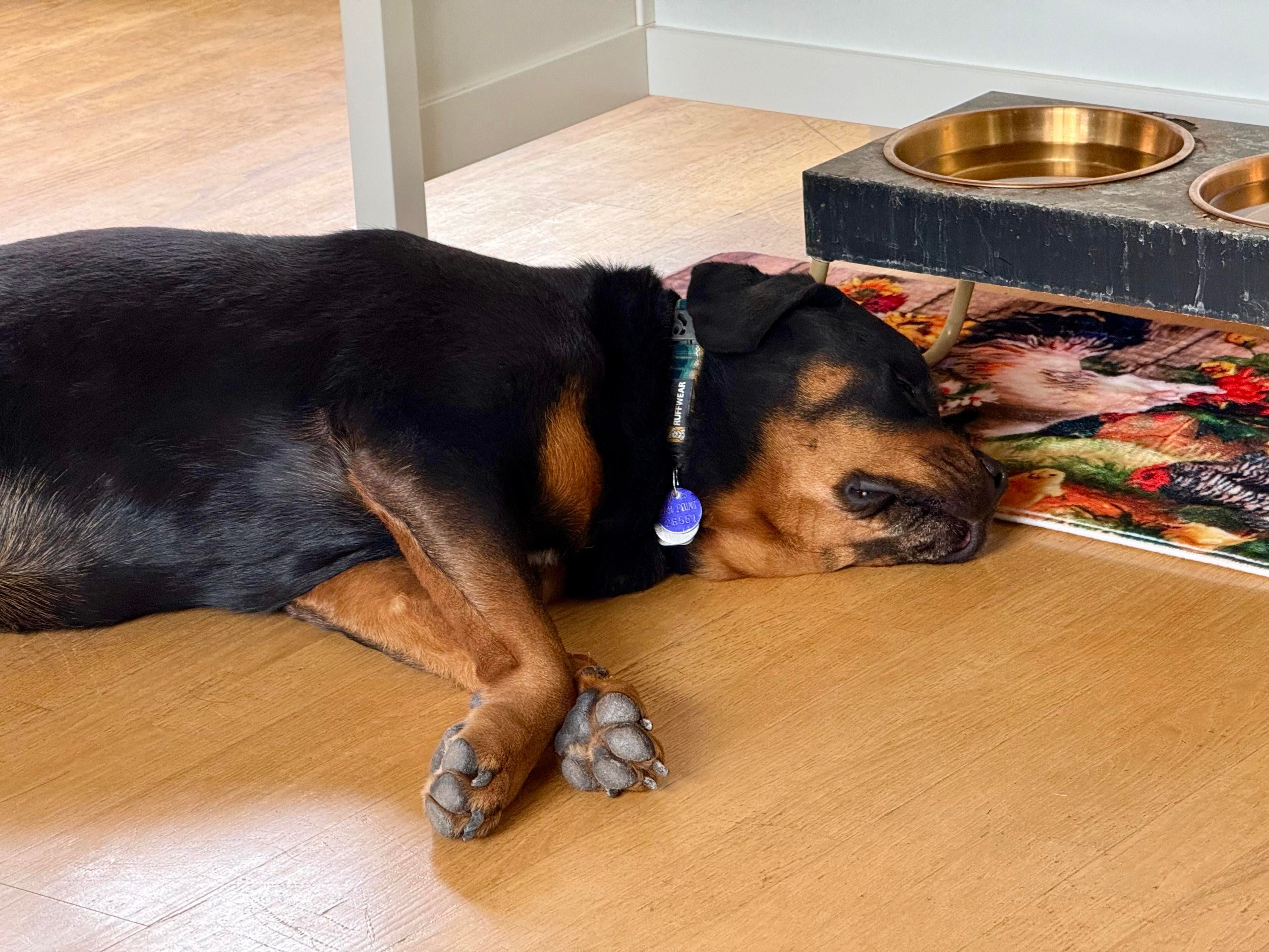 The image shows a black and tan dog lying on a wooden floor next to a raised pet feeding station. The dog is resting its head on a colorful rug with a floral and animal pattern. It has a collar with a blue tag. The feeding station has two bowls, one for food and one for water, both made of brass and set on a black base with metal legs. The dog's body is stretched out, with its front paws extended forward and its head resting on the floor. The background includes a light-colored wall and a portion of a white table leg.

Provided by @altbot@fuzzies.wtf, generated privately and locally using Ovis2-8B

🌱 Energy used: 0.146 Wh