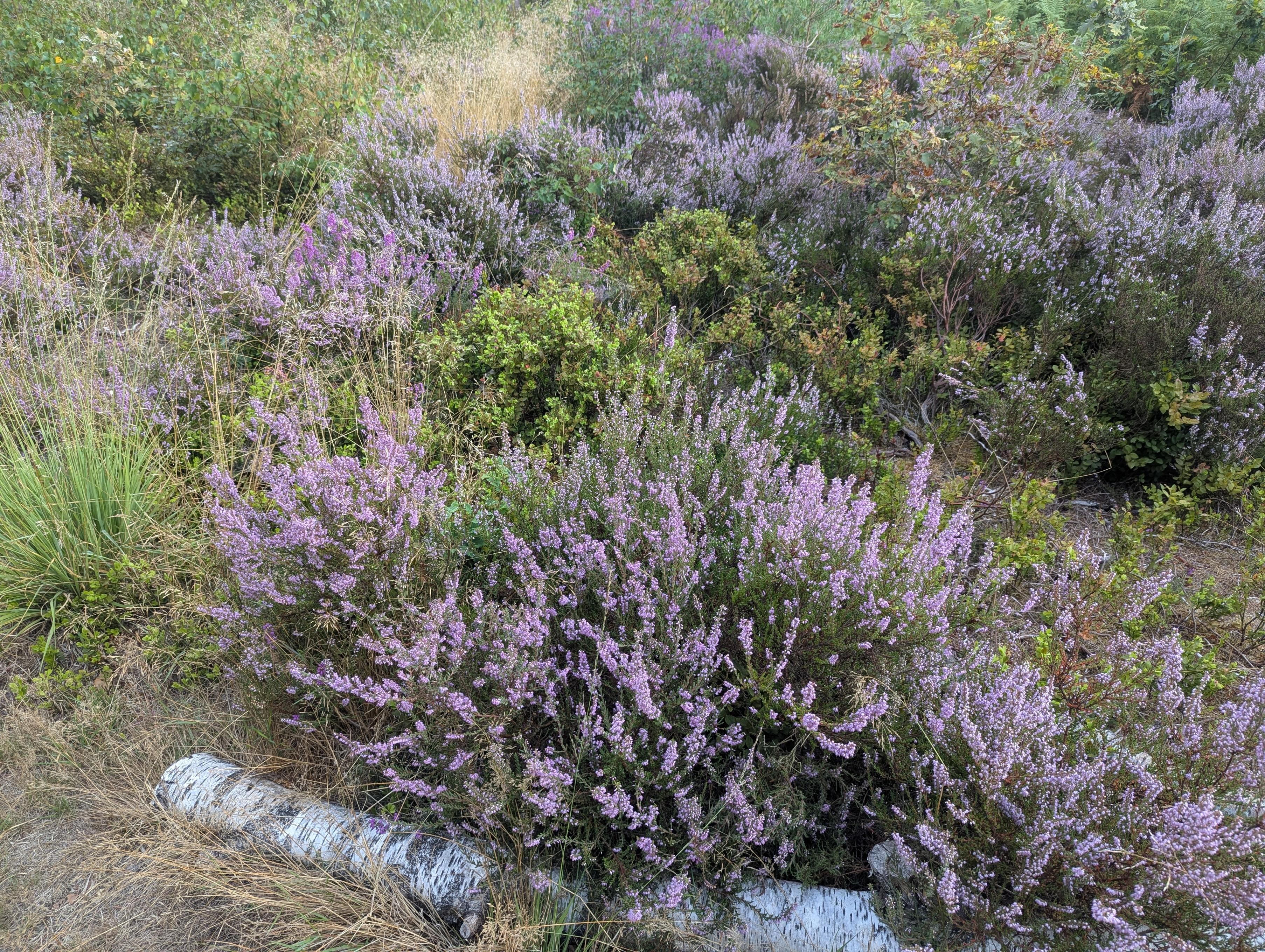 Blooming purple heather, other small shrubs and tufts of grass, a fallen silver birch log lies across the front of the picture 