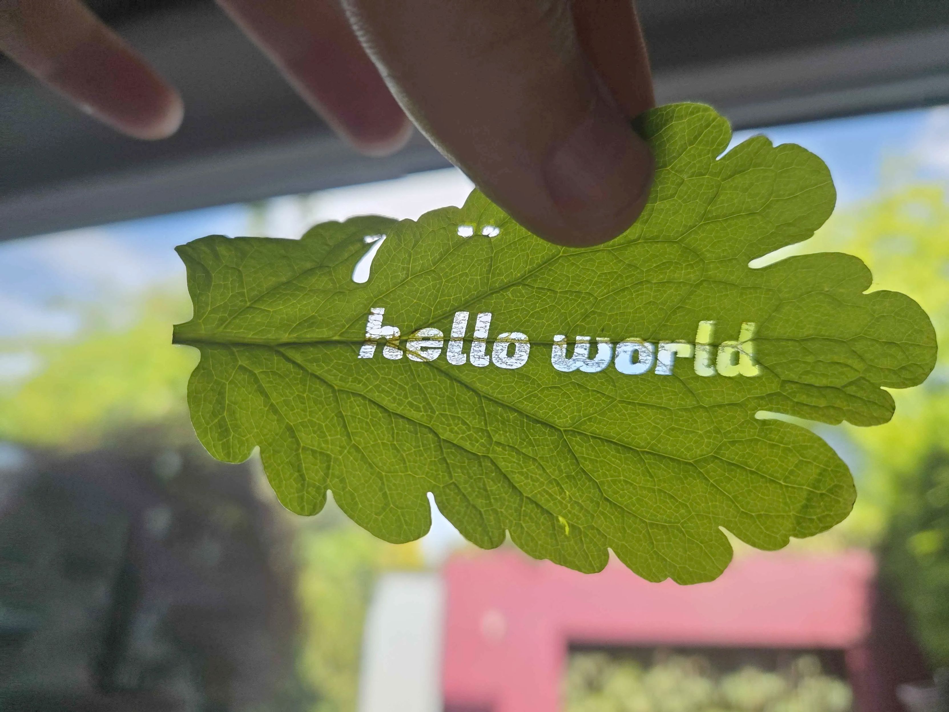 A green leaf with the letters "hello world" cut out in the middle, held up to the sky.