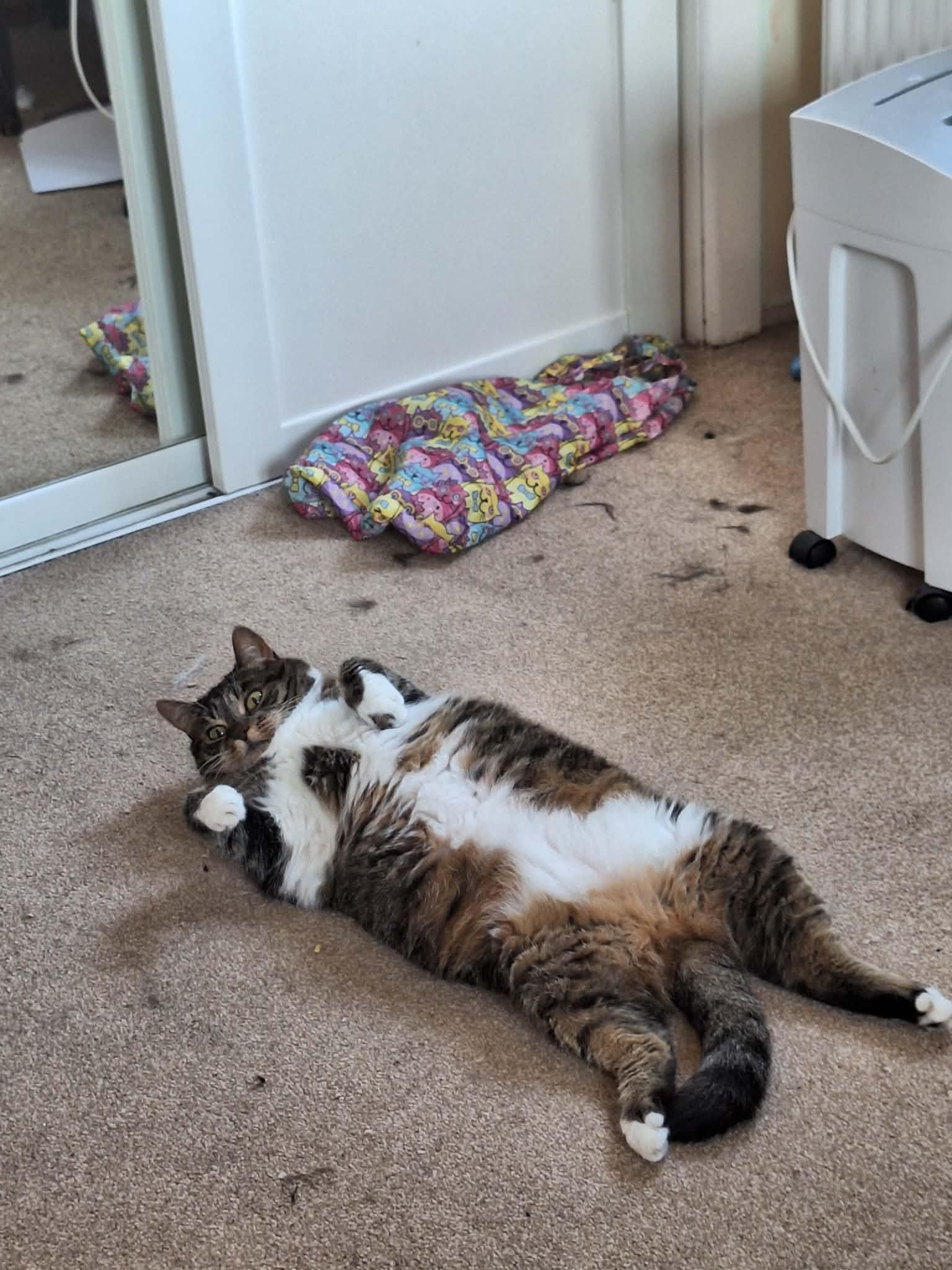 A chunky white and tabby cat lying pn a brown carpet  paws in the air