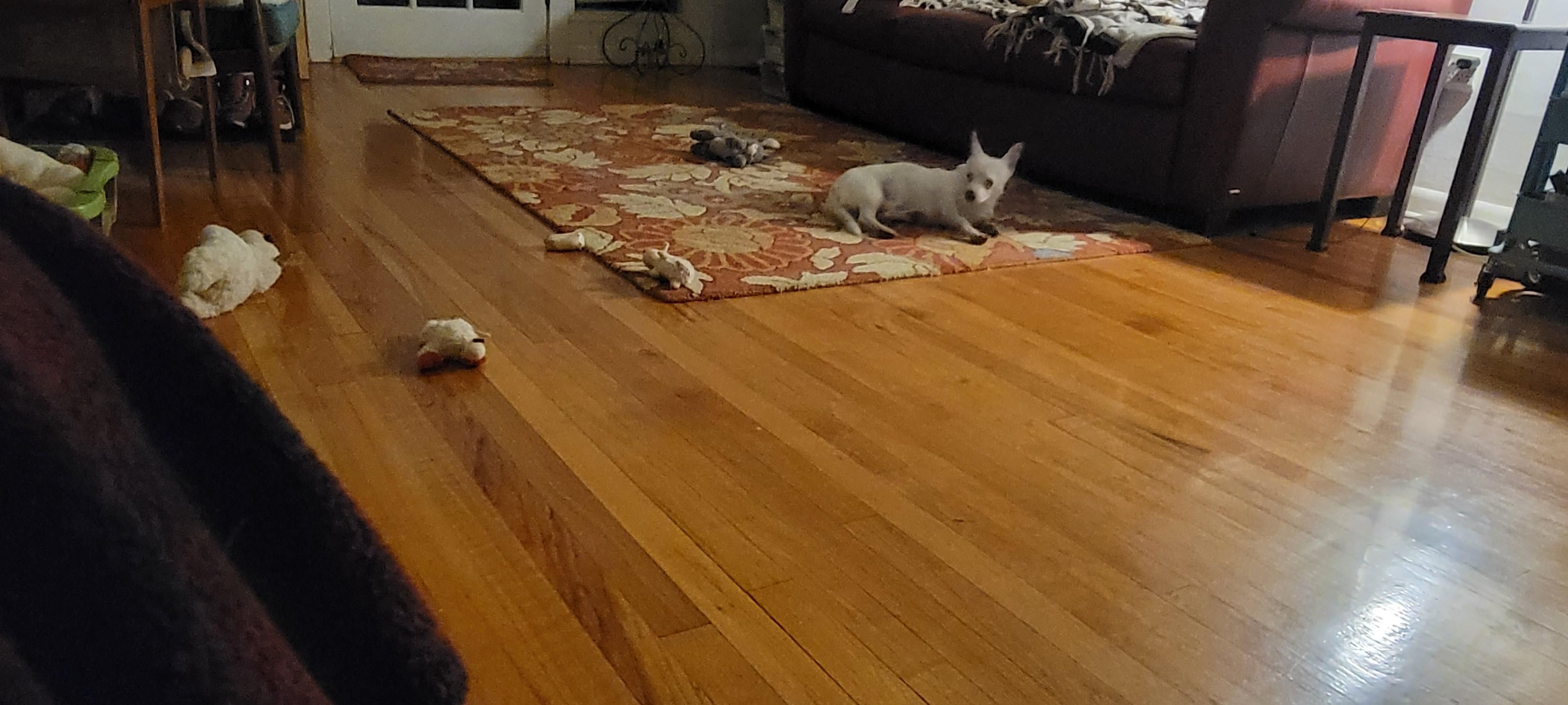 Puppy wondering what I'm looking at