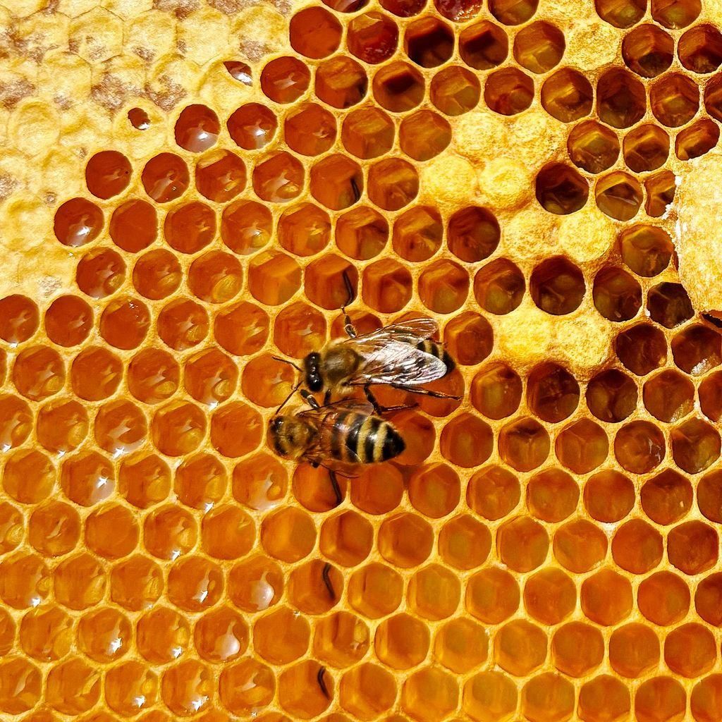 A close oup of a honeycomb. Glinting nectar, cells capped with wax and two worker bees at work.