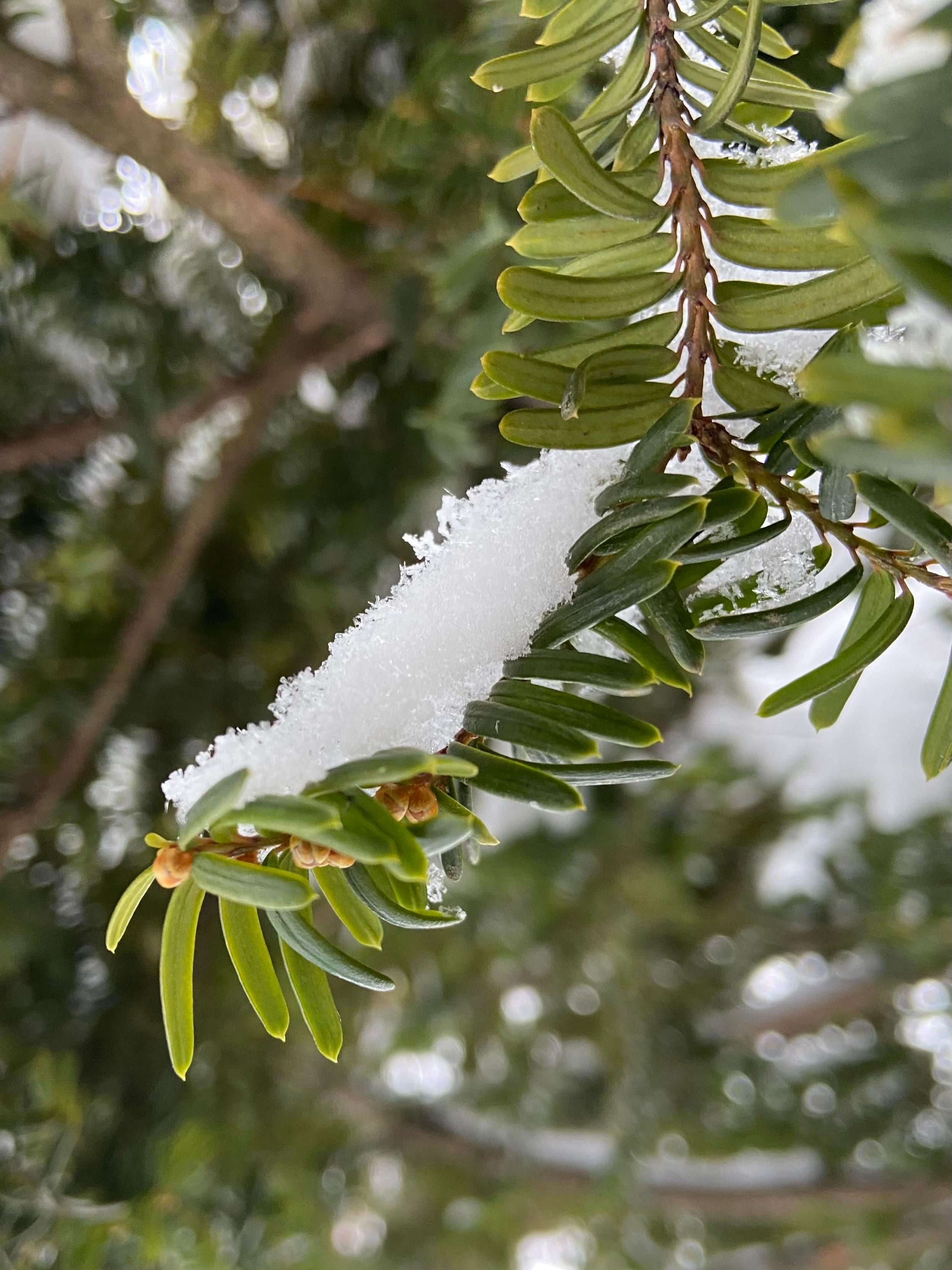 A tip of a yew branch, with its slender green needles and little brown flower buds, holding snow. 