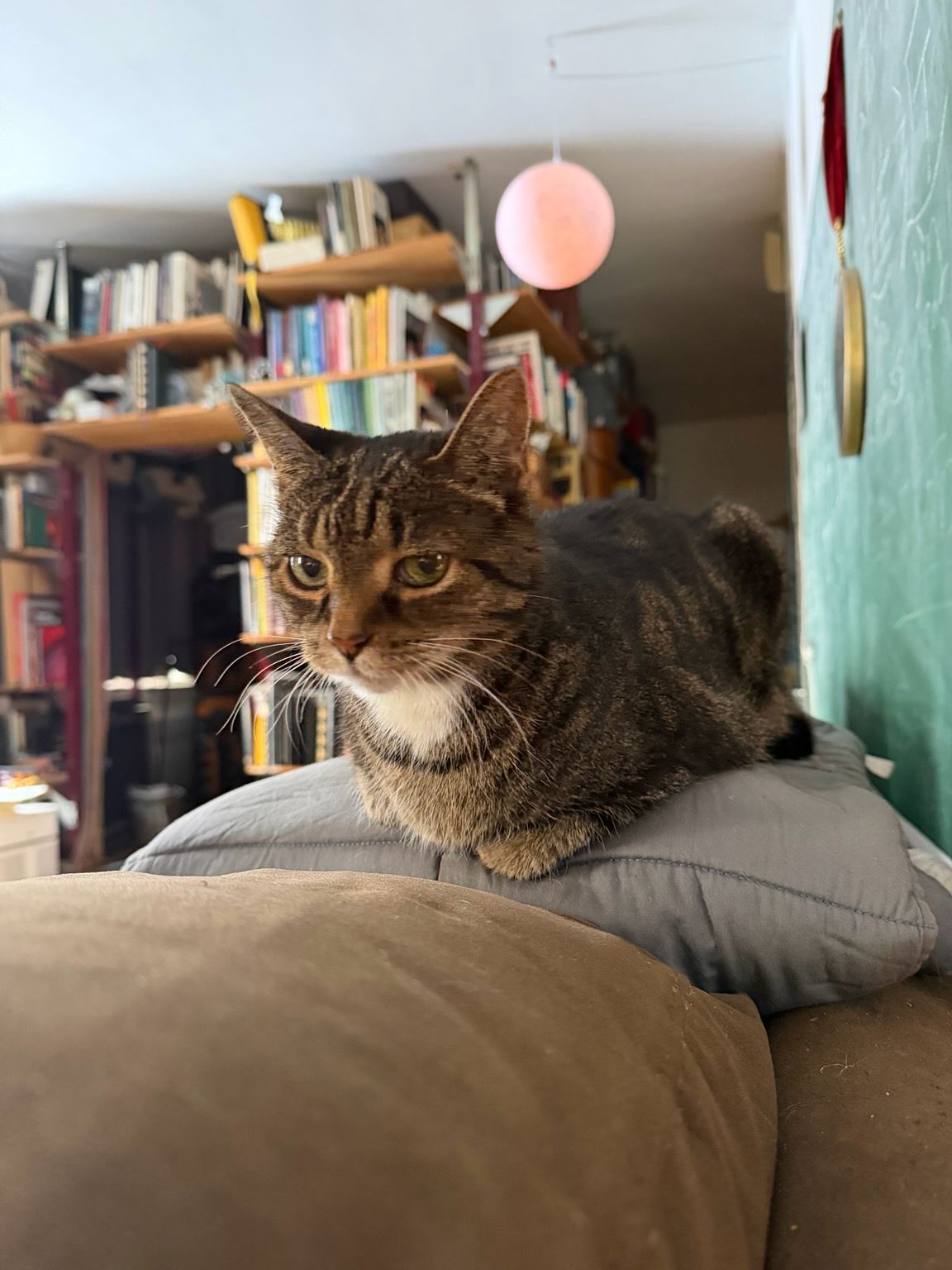 The same small tabby cat sitting in her loaf pose on the couch her mouth is closed. What is she thinking about?