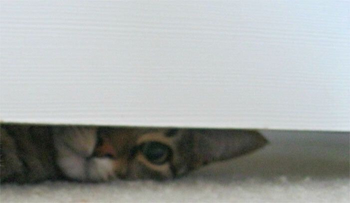 A cat peeking under a door.
(Cropped from Elisa Vita, “Tutorial: How to Add Ribbon to Roller Shades”)