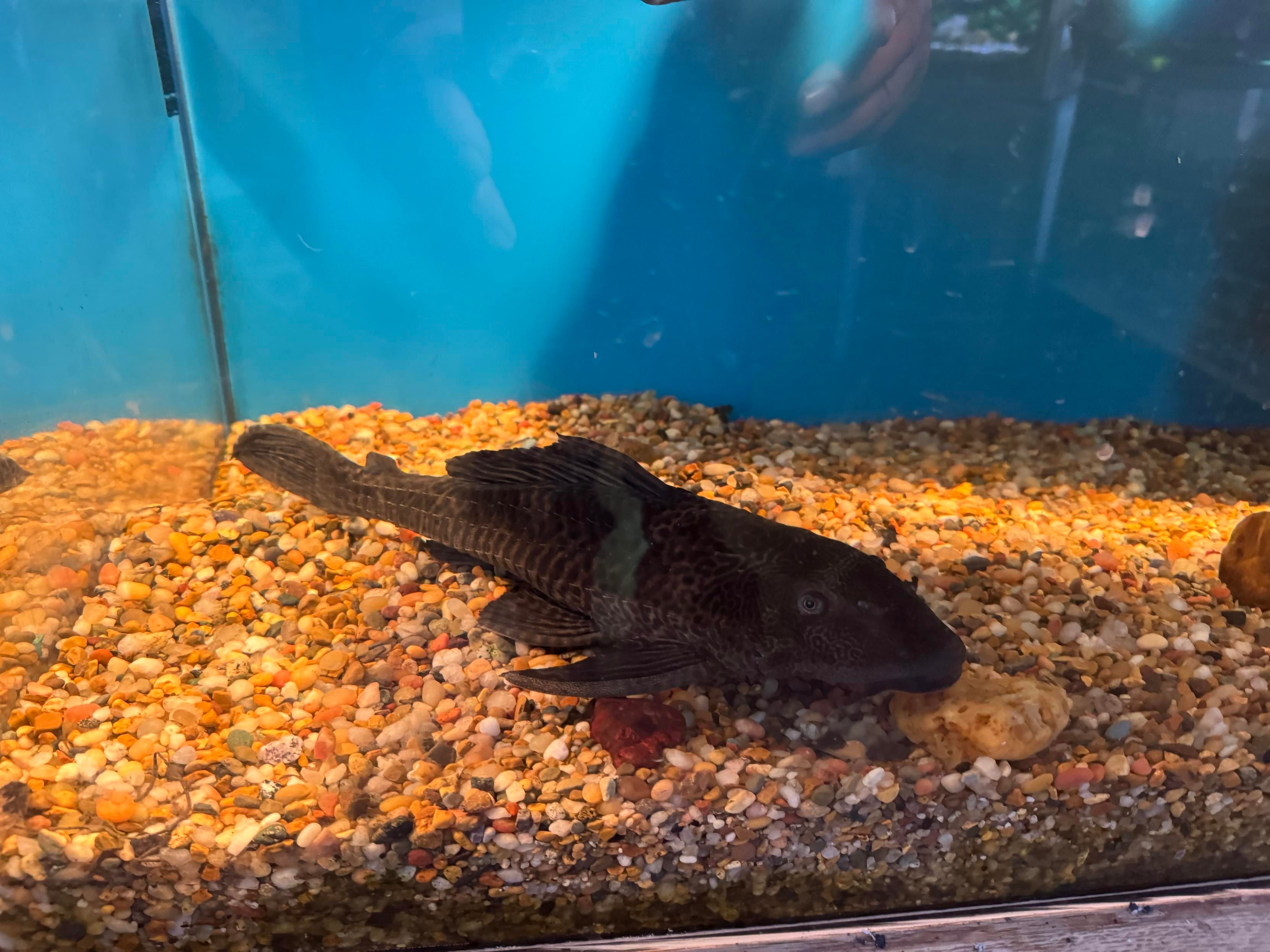 A dark-colored fish resting on gravel at the bottom of an aquarium, with a clear blue background and some pebbles scattered around.