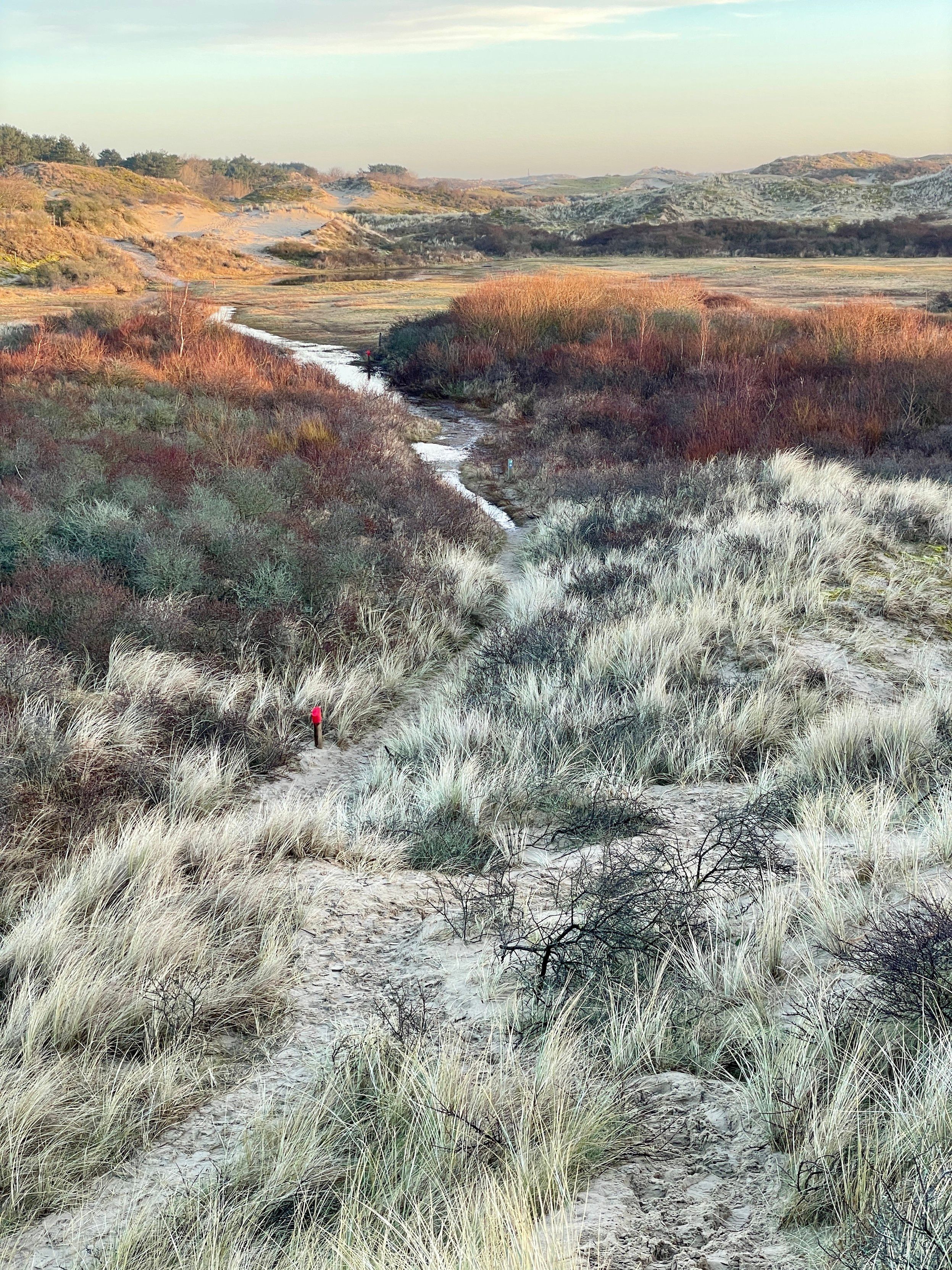 An overview of a dune valley in the upcoming morning glow, from atop a higher dune… a wet path leading through the valley toward the horizon