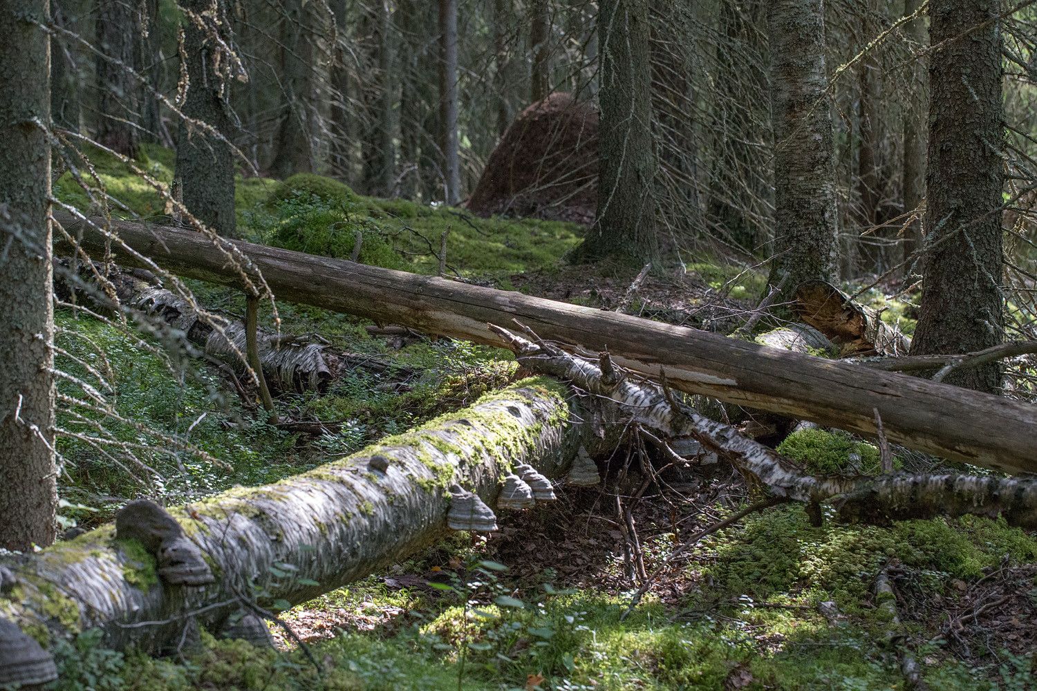 Kääpäinen koivun maapuu, jonka päälle on kaatunut poikittain kuoreton kelopuu. Taustalla kuusikossa näkyy iso muurahaiskeko.