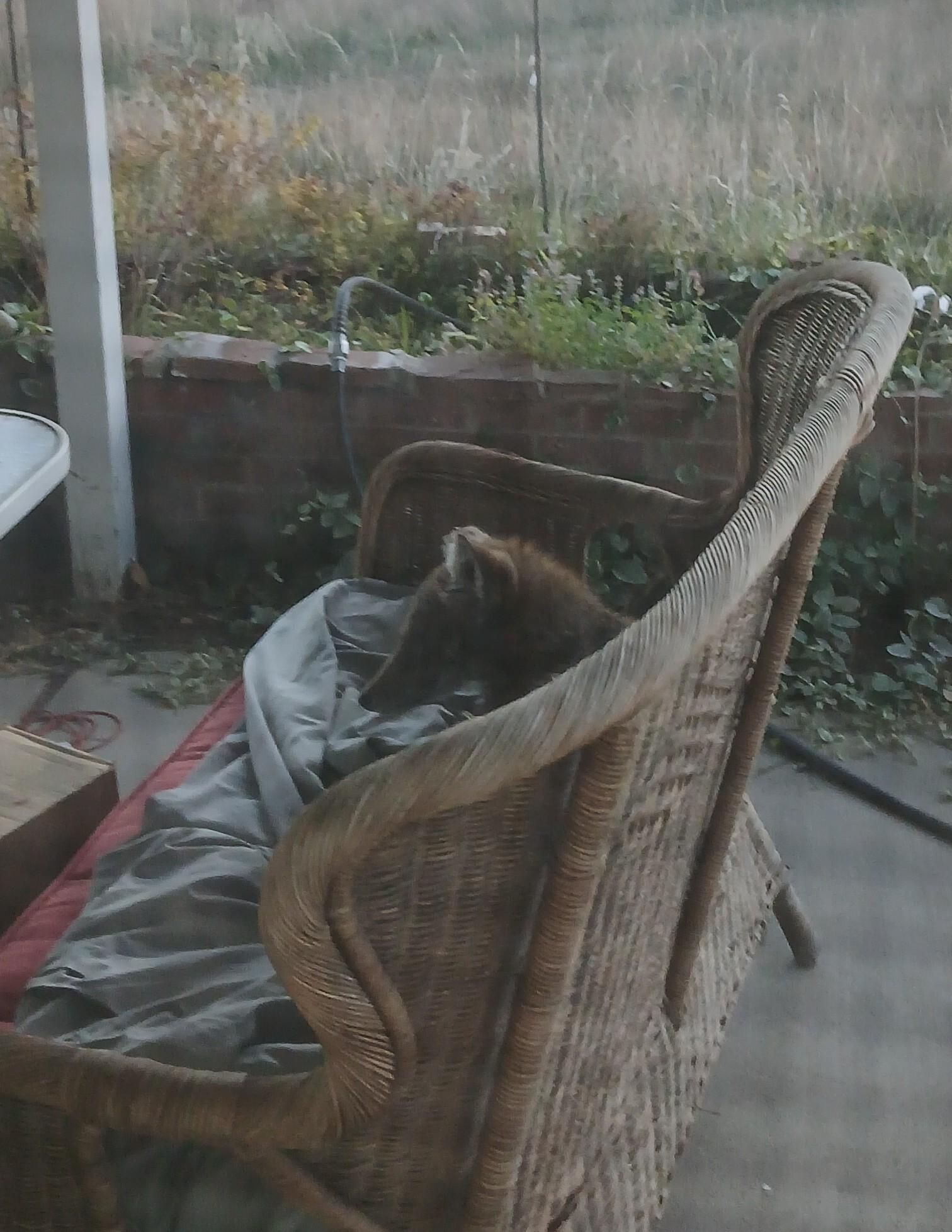 Coyote on a wicker chair
