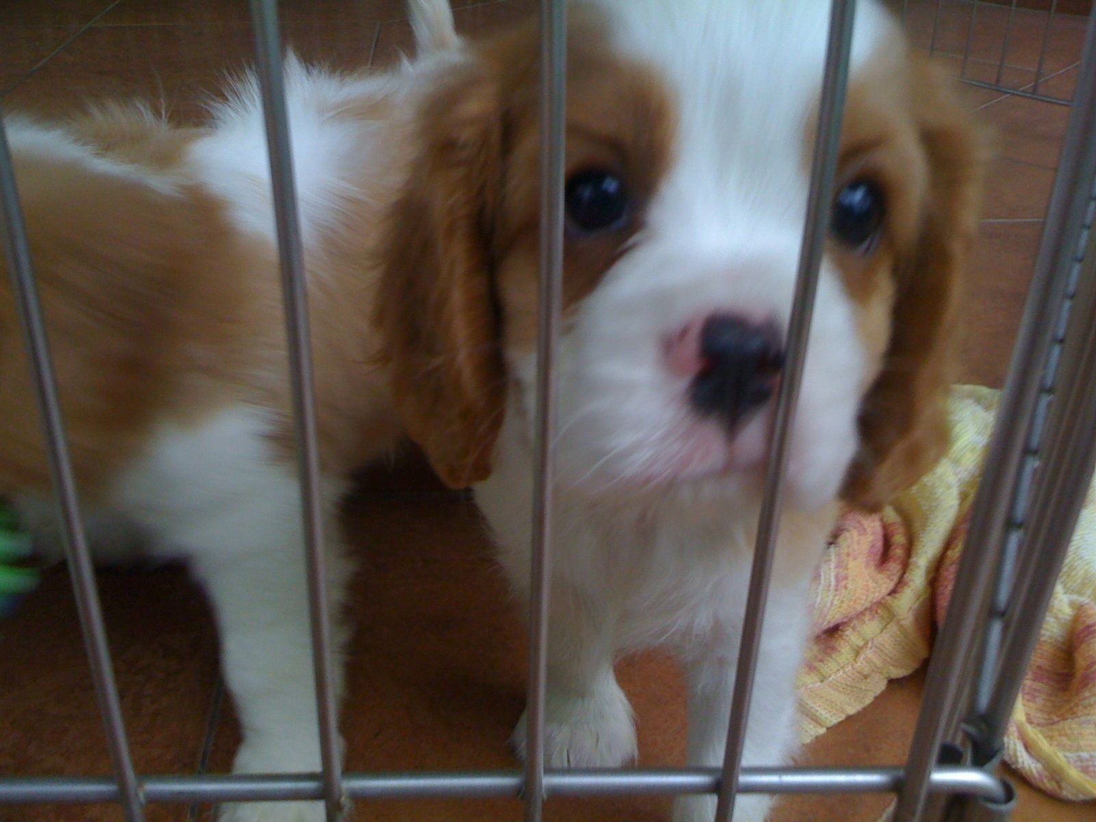 A photo of Cookie as a baby in a play pen