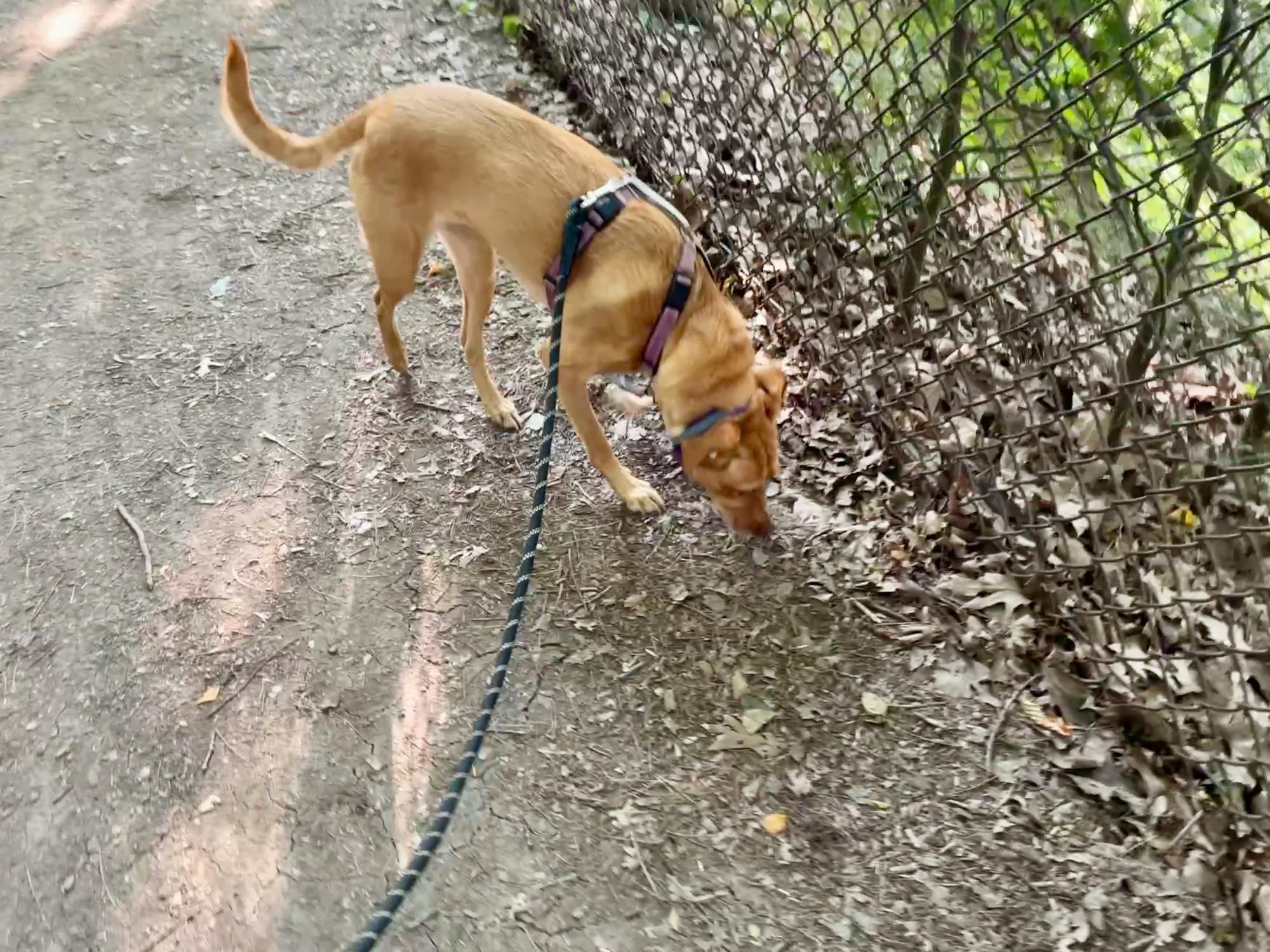 A brown dog sniffing the trail next to a chain link fence.