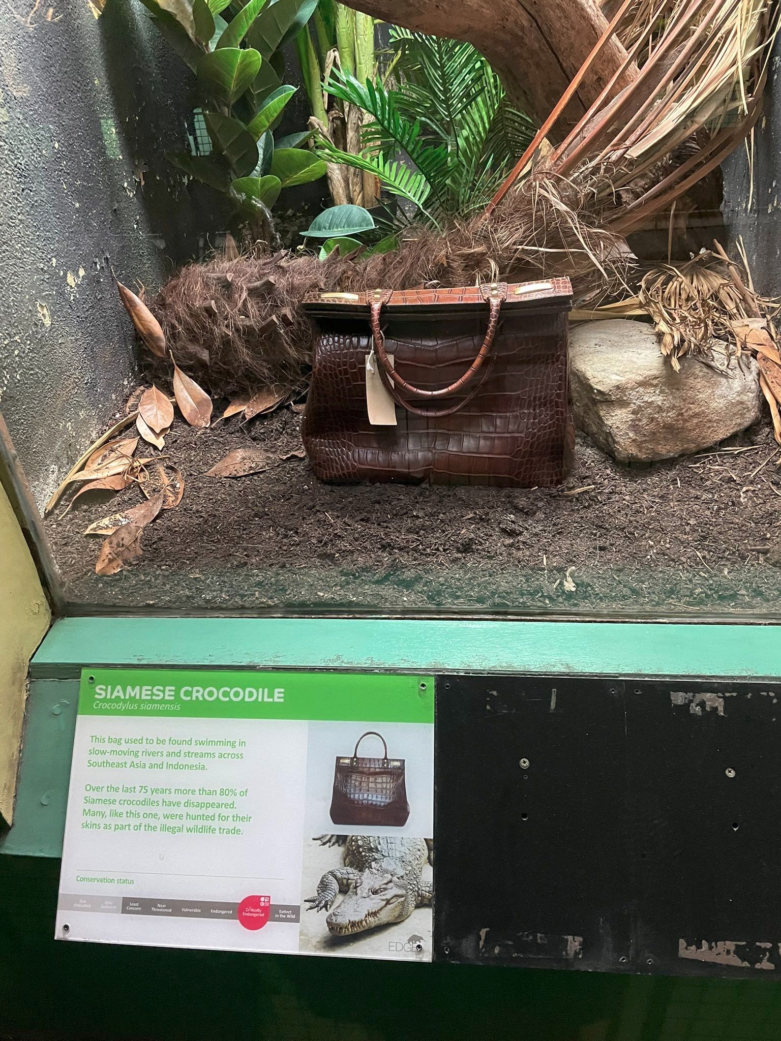 The picture is of a zoo exhibit in the reptile house. We see a glass case with trees, rocks and leaves in it. In the foreground we see two ladies handbags.

The sign under the exhibit says, "Siamese Crocodiles"