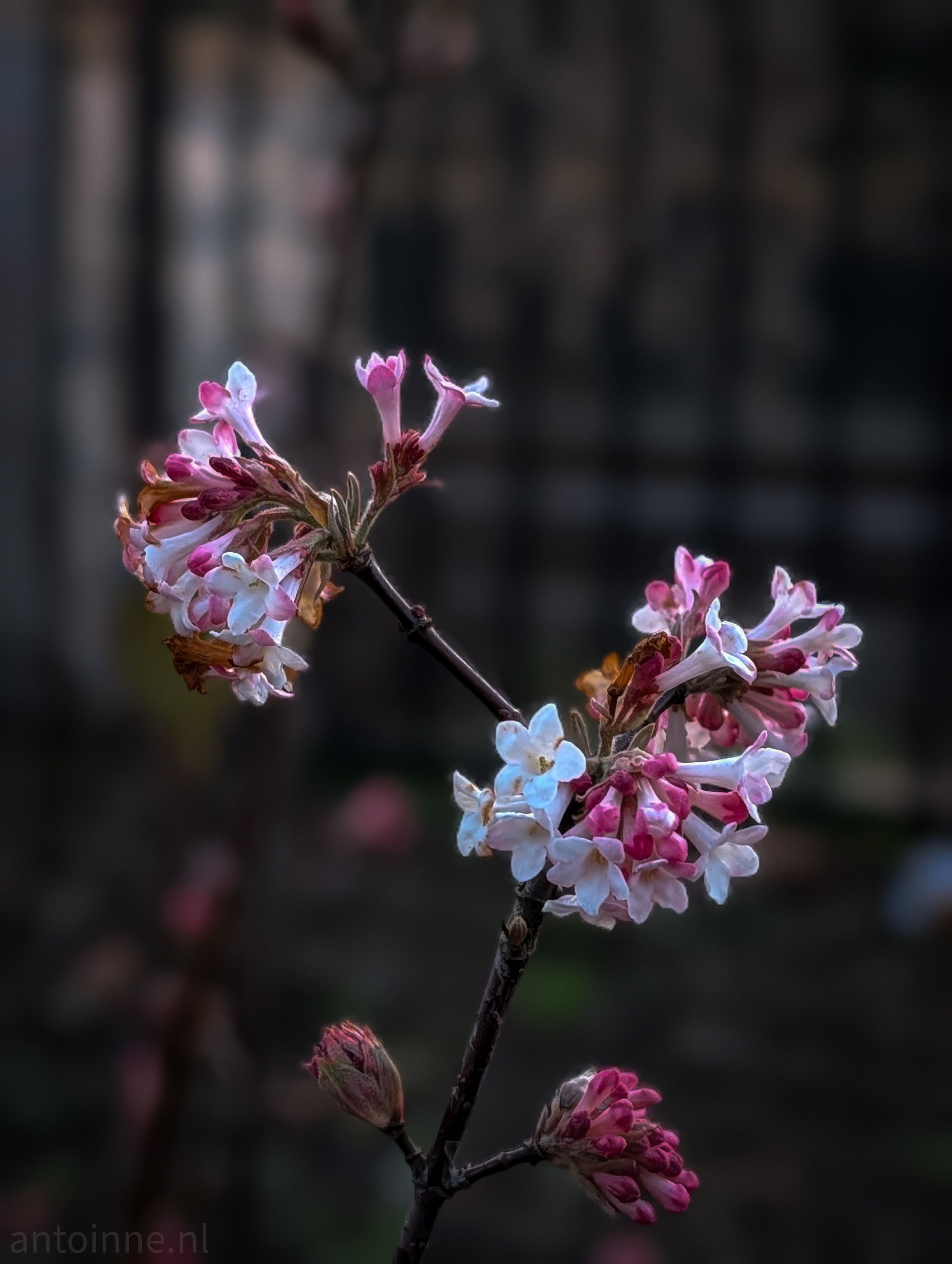 A close-up of a Viburnum, a deciduous shrub known for its winter and early spring blooms.

Each bloom is trumpet-shaped. They transition from a vibrant magenta-pink at the base and in the buds to a pale, soft white at the tips of the petals.

The background is heavily blurred, featuring muted tones of charcoal and deep brown. This "bokeh" effect makes the pink and white flowers pop vividly against the shadows.