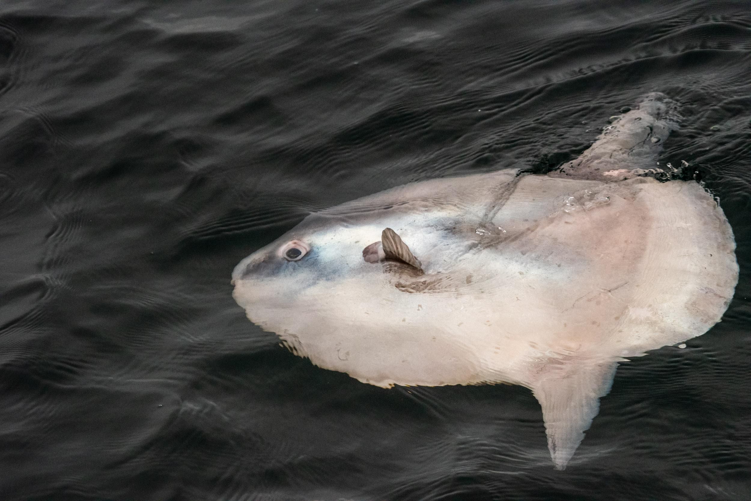 A large mola mola at the surface of the water in Monterey 