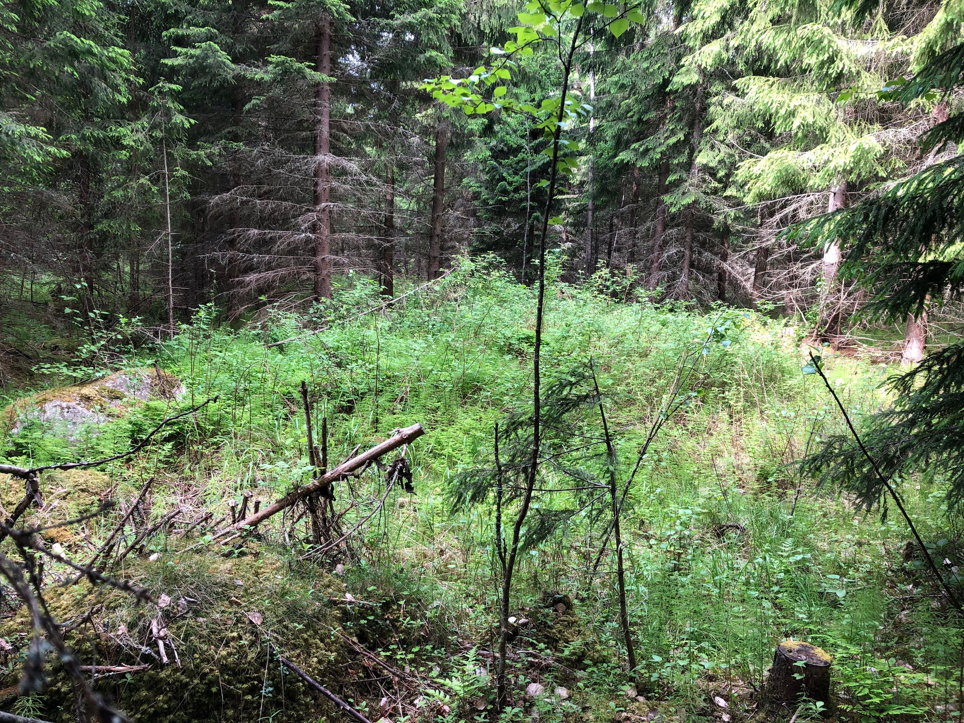 Pieni aukko talousmetsäkuusikossa, aukossa lähinnä metsäkortetta, vadelmaa ym.